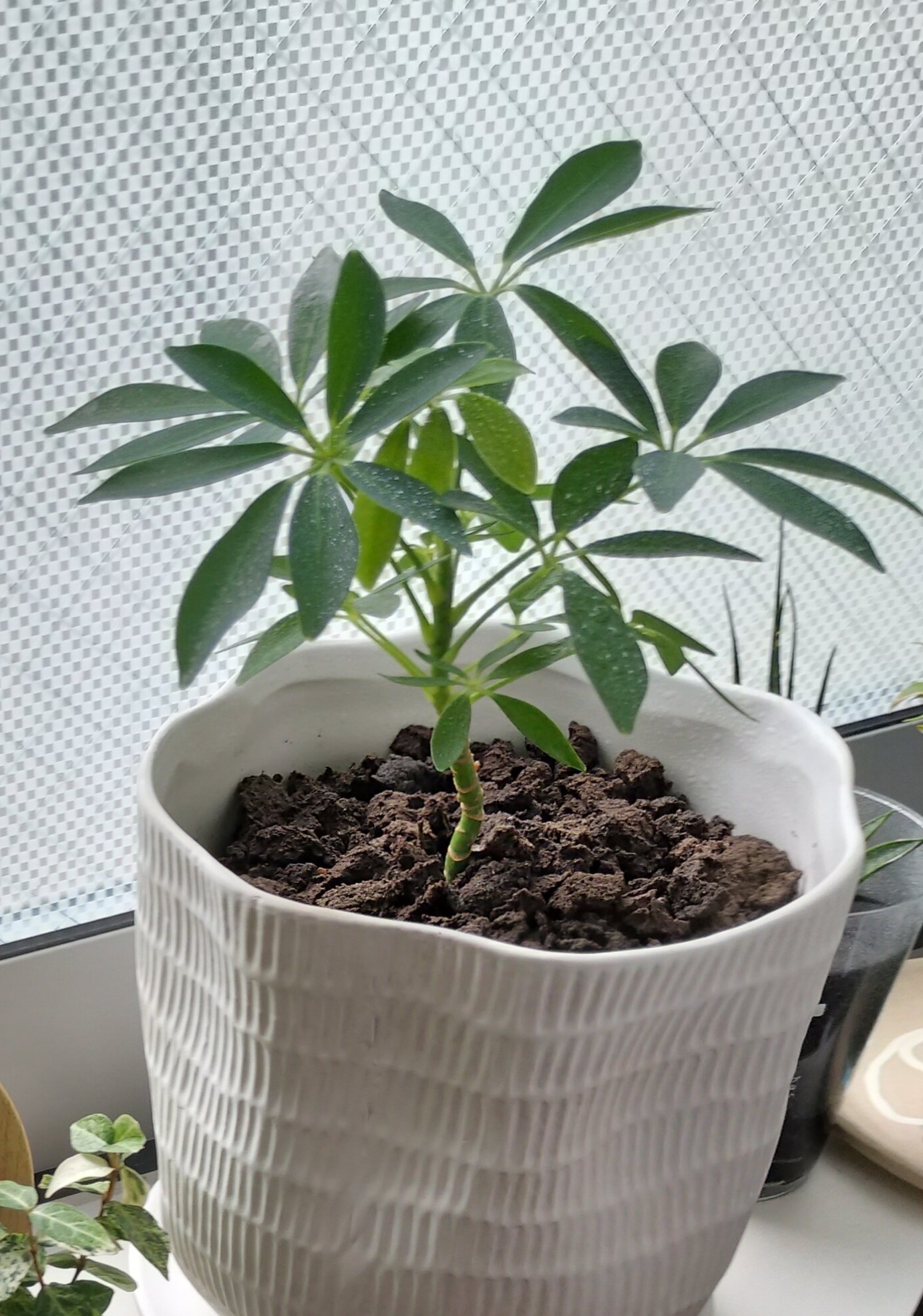 とても大きく育った観葉植物たち 土を使わない、観葉植物たちレビュー｜kw.