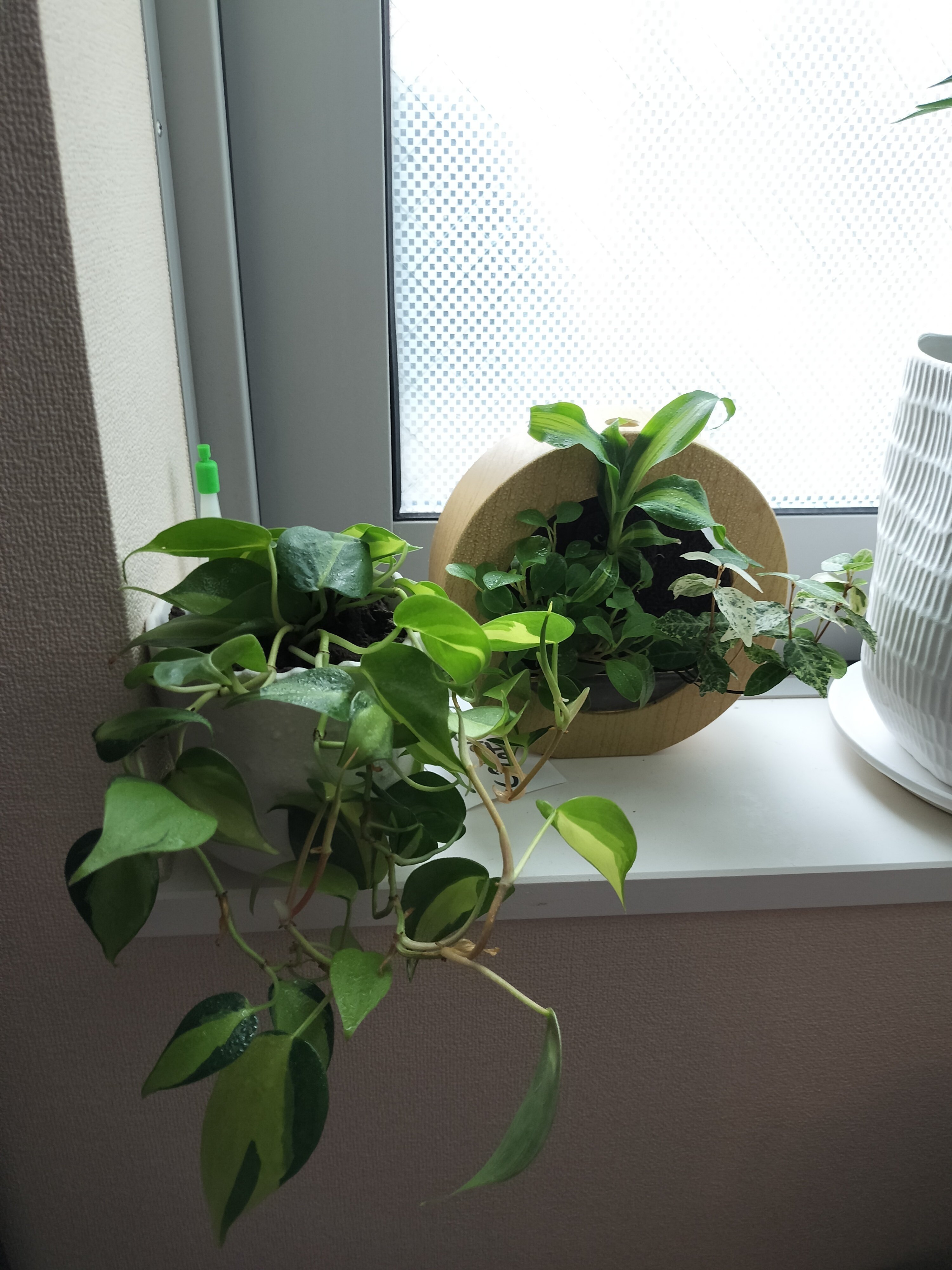 とても大きく育った観葉植物たち 土を使わない、観葉植物たちレビュー｜kw.