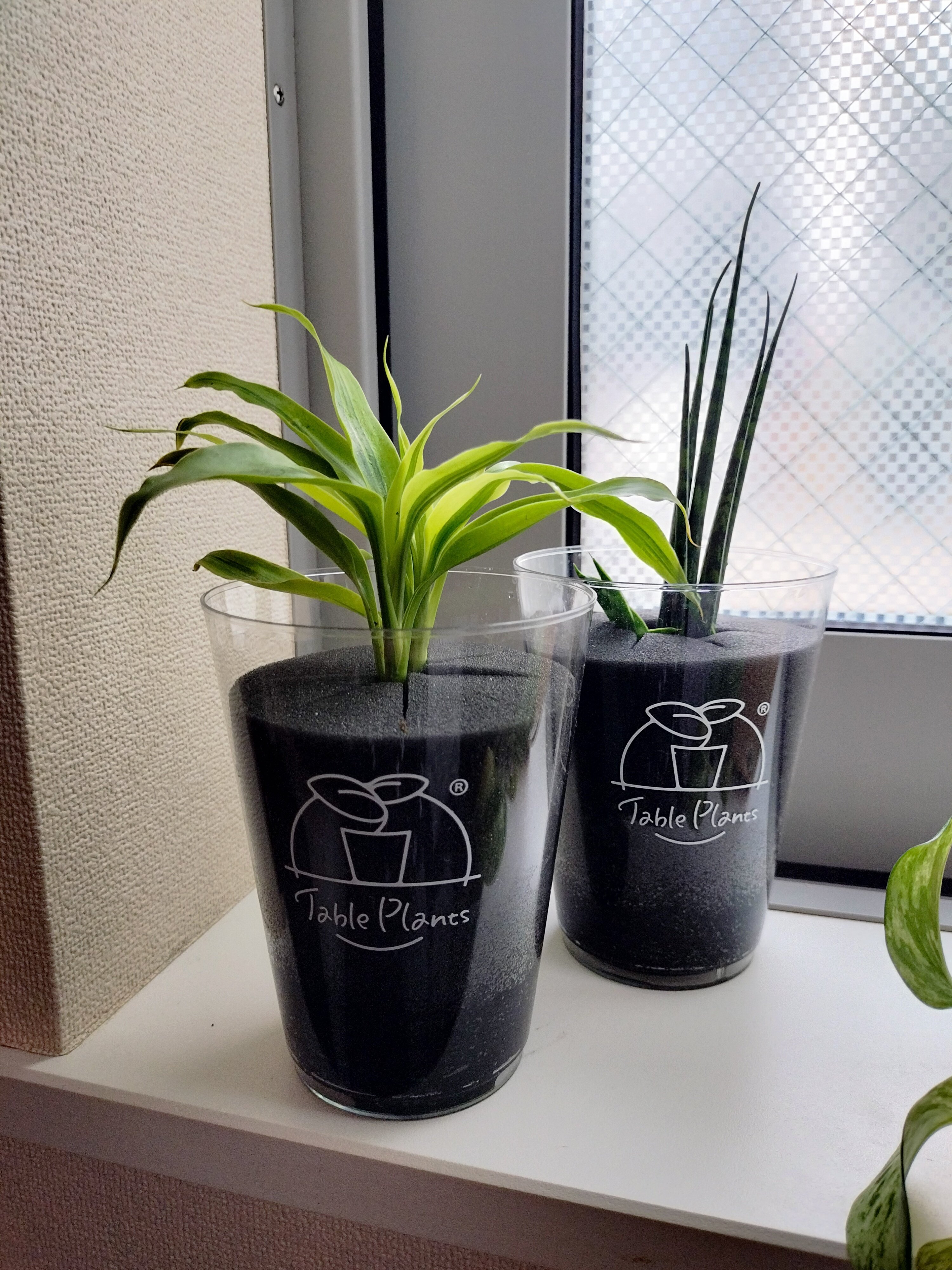 とても大きく育った観葉植物たち 土を使わない、観葉植物たちレビュー｜kw.