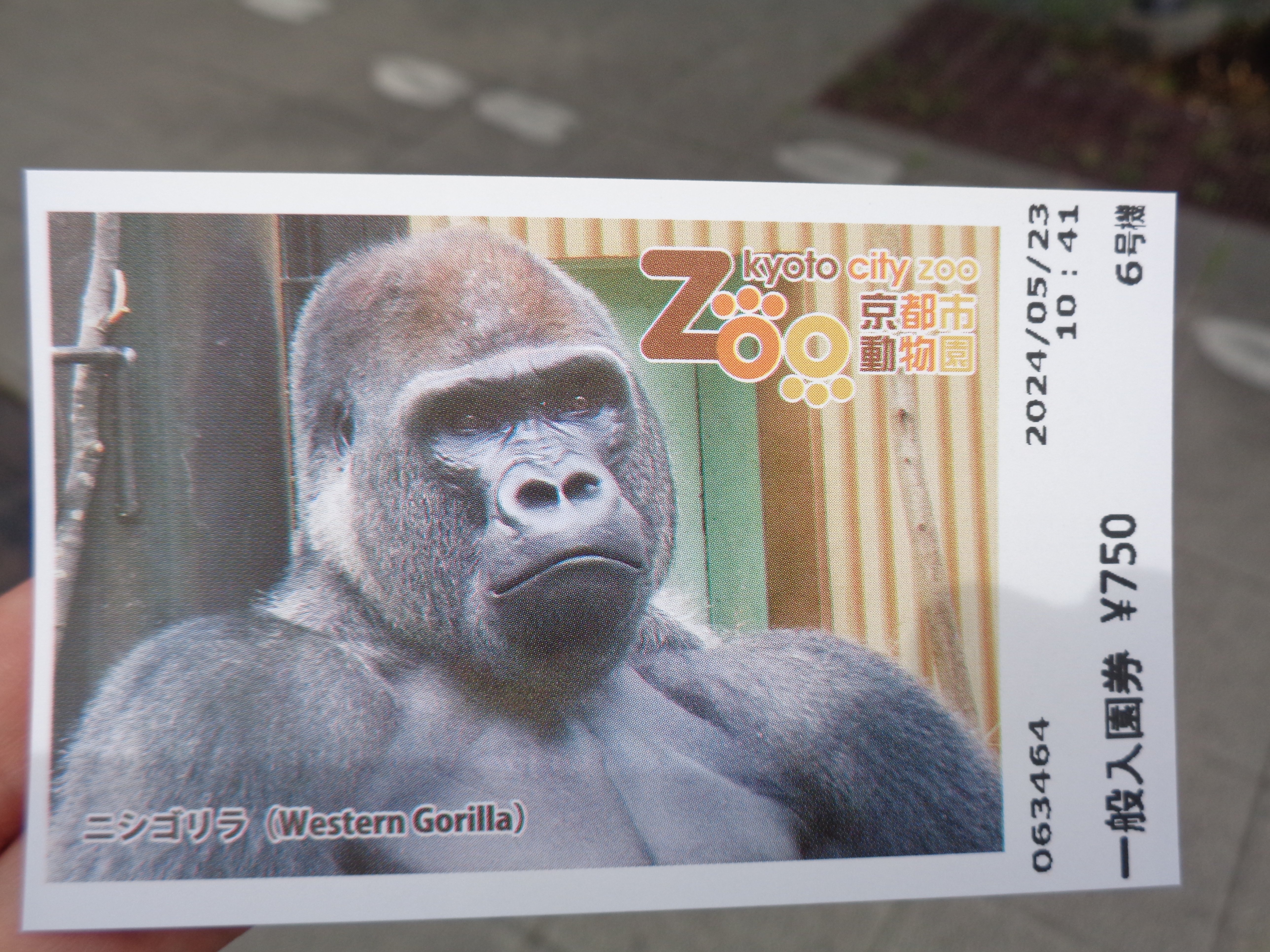 ゴリラ舎に春の陽気 京都市動物園2017/3/4 : ヒトのたぐい