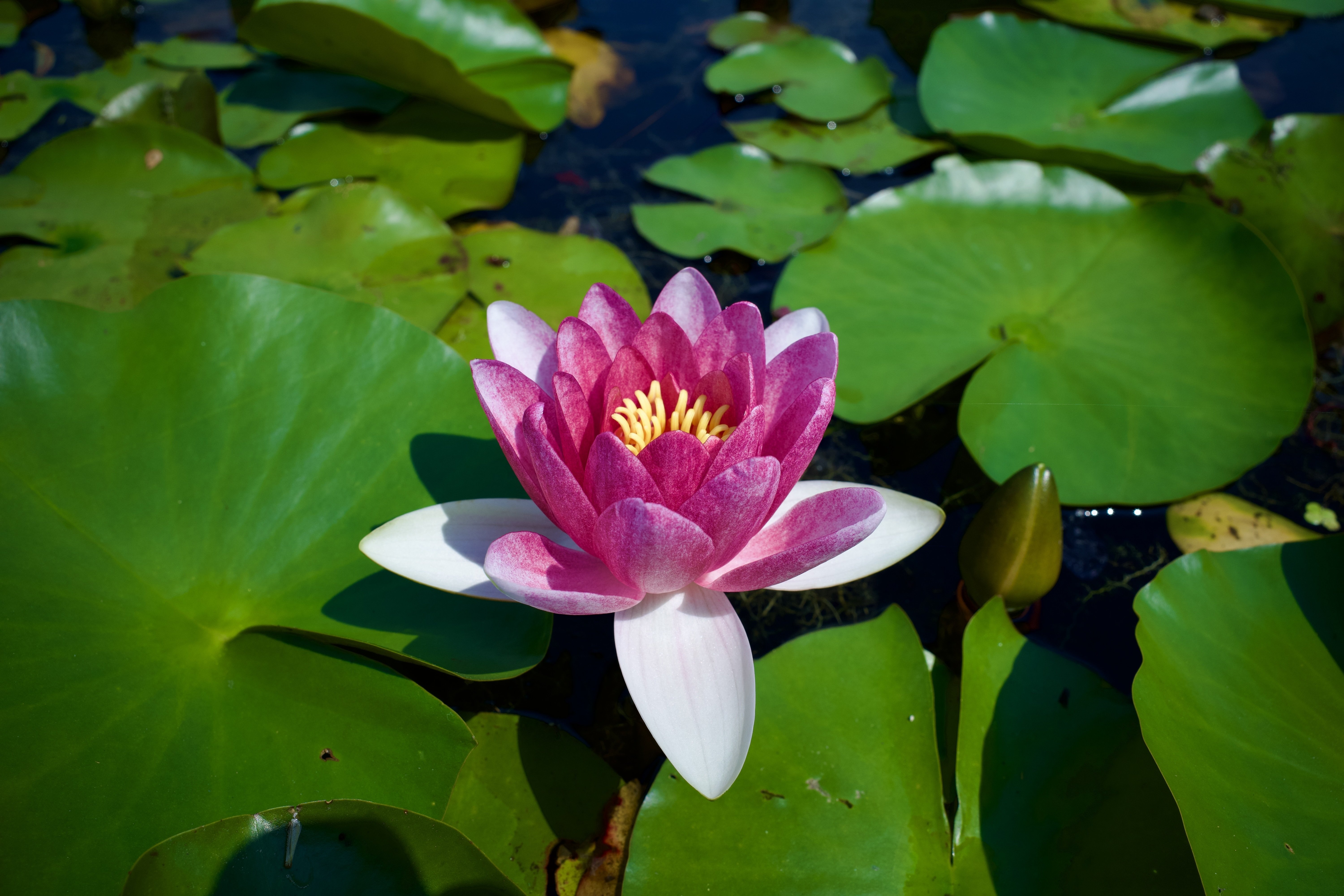 睡蓮 - 加東市平池公園。｜donguri