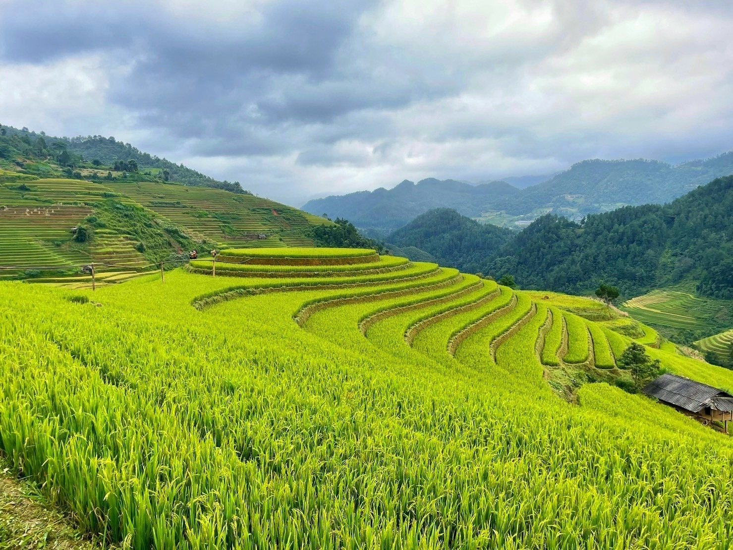 必見！ムーカンチャイ在住者が選ぶ絶景棚田スポット5選｜yuka