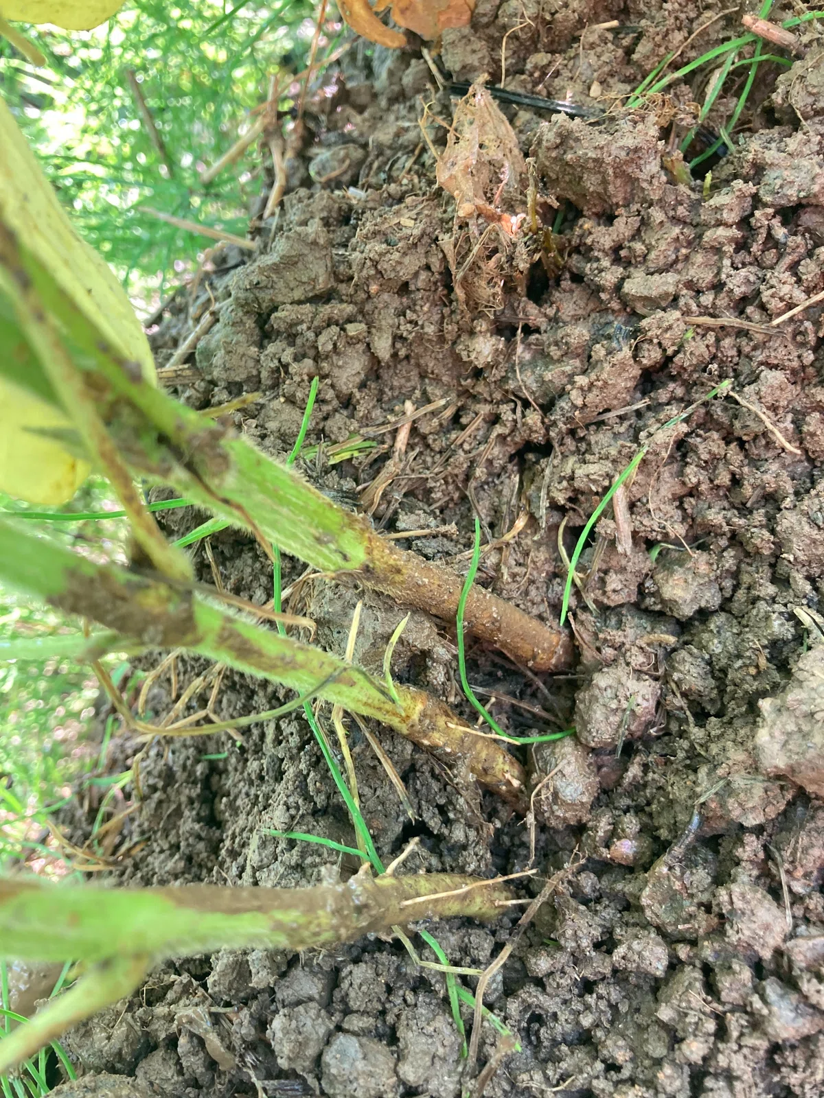 大豆の不定根、確認したら生えていた。｜マルカワみそ農園