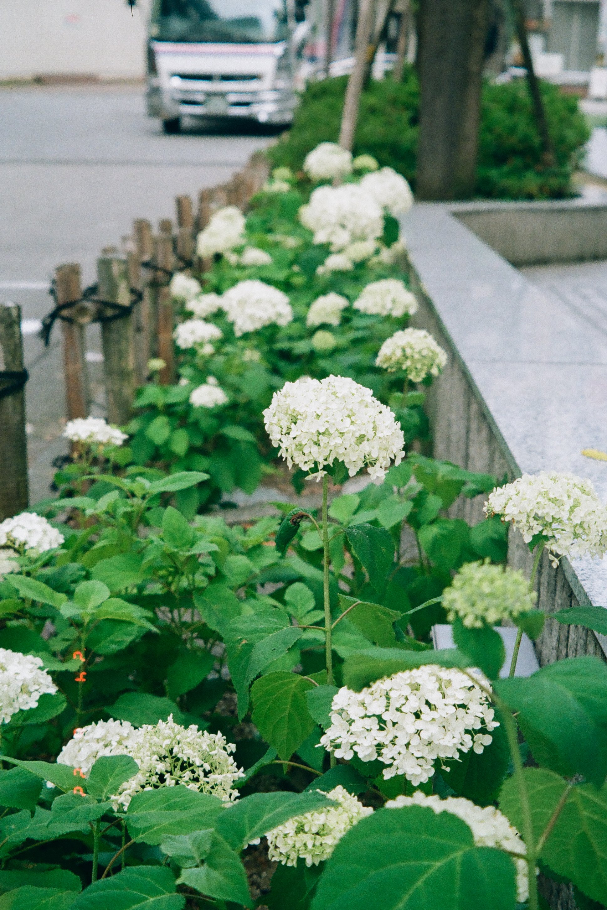 フィルムカメラ】私のミューズ｜オリンパス μ ZOOM 105｜もんぶらん