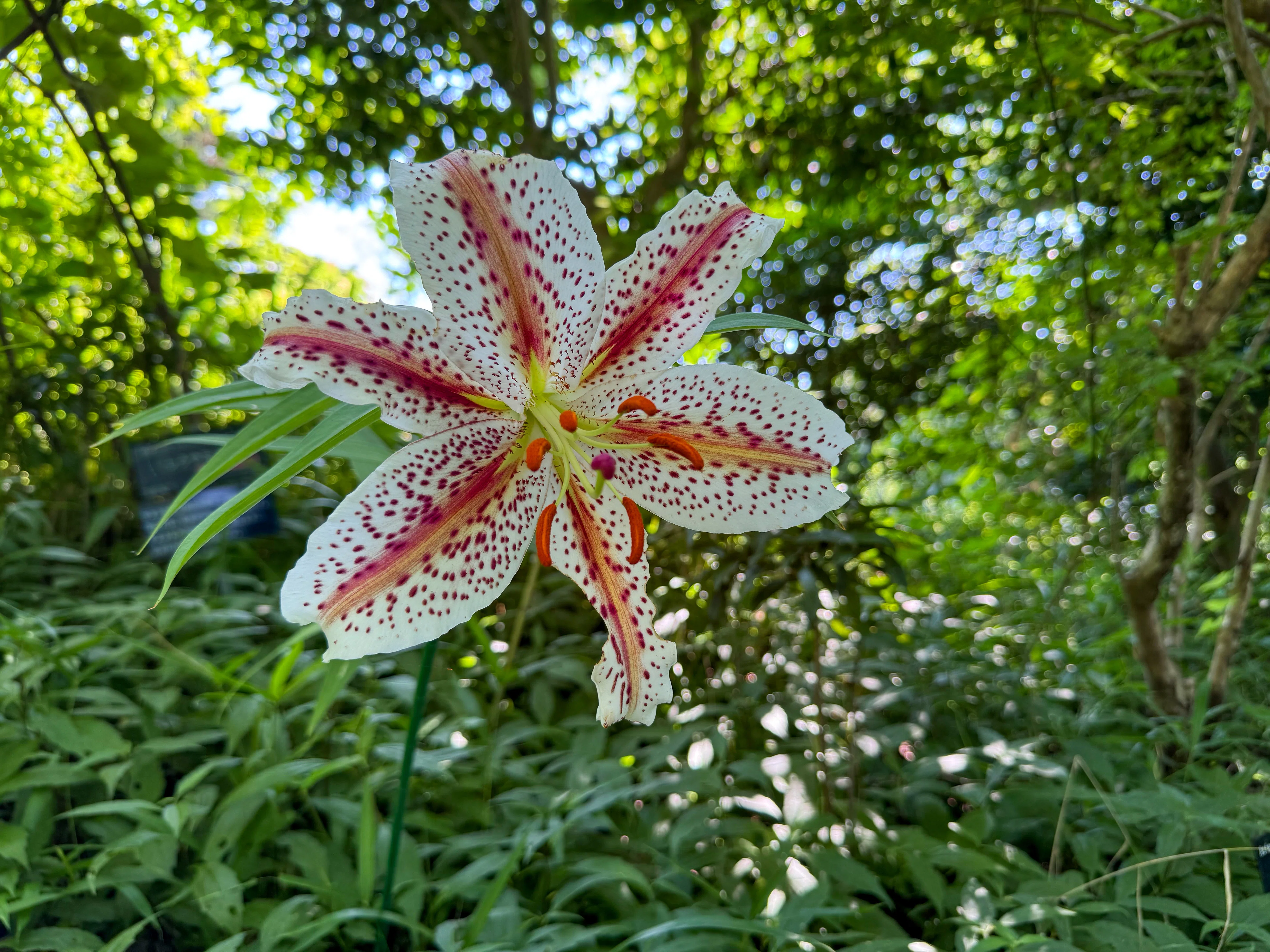 ベニスジヤマユリ レアプランツ/珍しい植物/山野草/古典園芸/球根