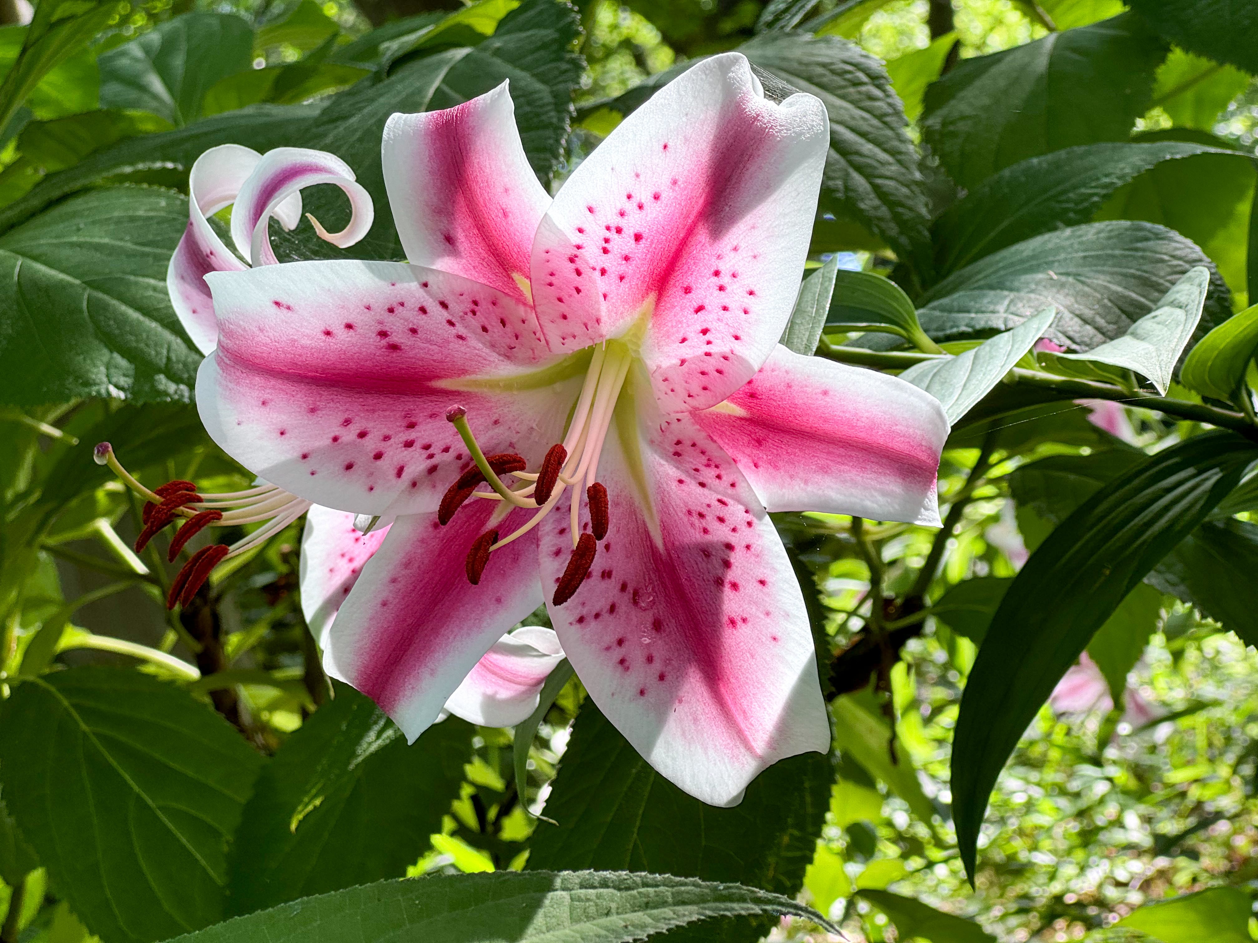 ◆希少・銘品【神奈川県産・ベニスジヤマユリ】◆ 開花球根 山野草 ユリ 百合！ 涼し気で上品な花・ベニスジヤマユリ｜Cressonboy