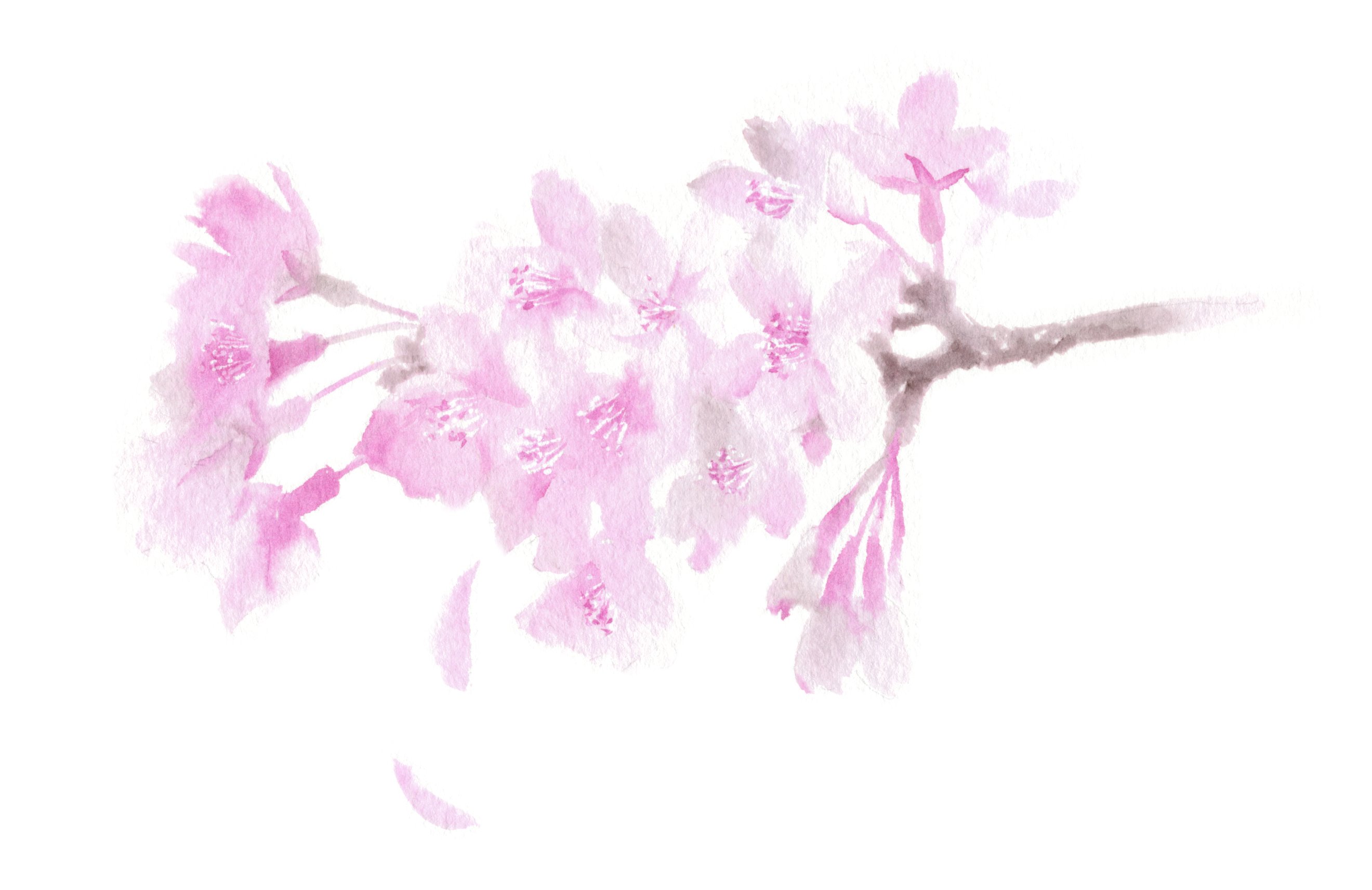 水彩画研究ノート 【コチニール色素（カイガラムシ）で絵を描いてみた