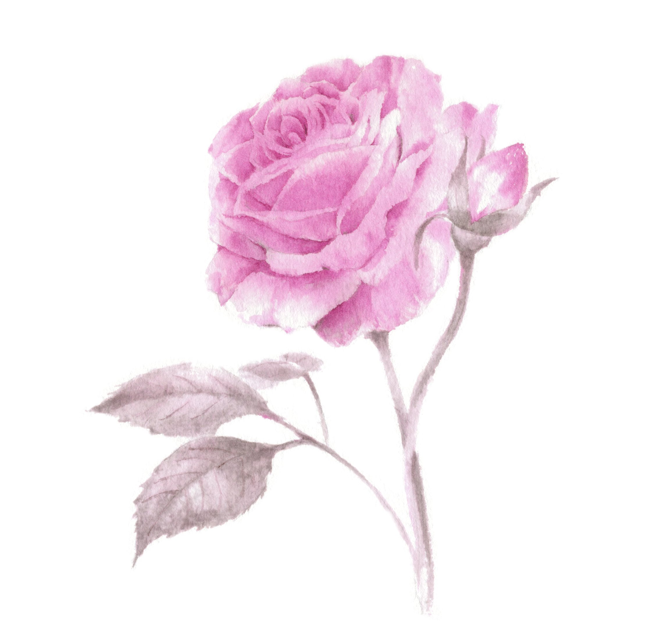 水彩画研究ノート 【コチニール色素（カイガラムシ）で絵を描いてみた