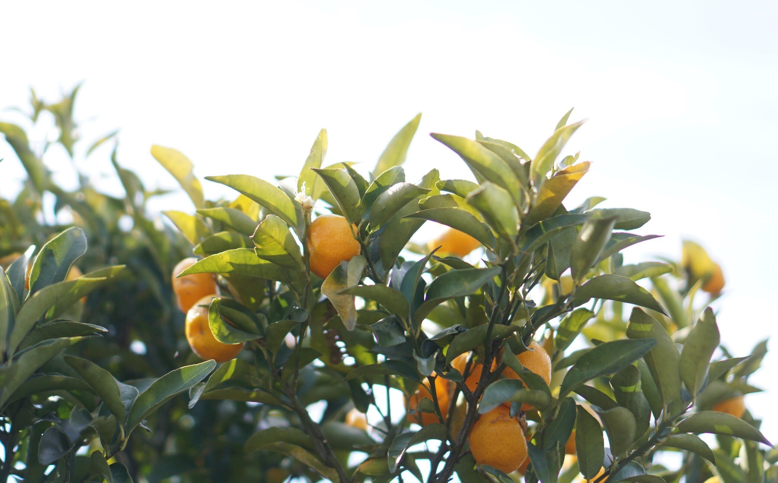 不老長寿をもたらす「大和橘」が、美食と美白の果実だった件｜奈良の