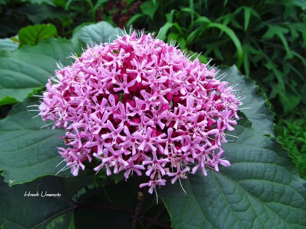 ボタンクサギ（牡丹臭木）Clerodendrum bungei｜ume_hiro