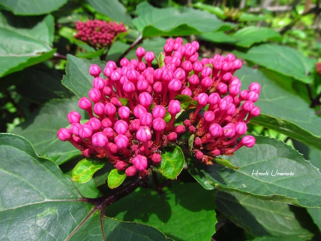 ボタンクサギ（牡丹臭木）Clerodendrum bungei｜ume_hiro