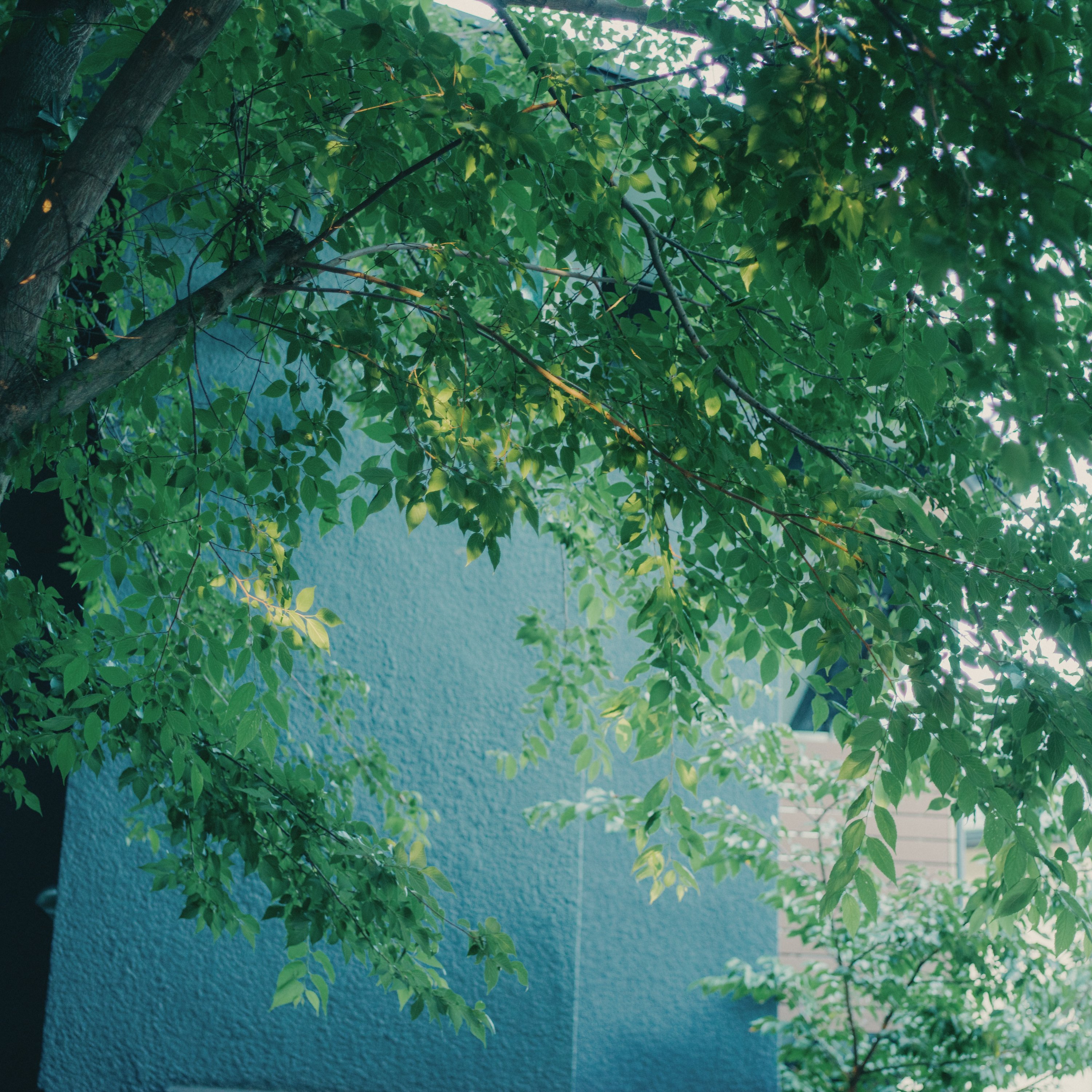 HASSELBLAD 中判フィルムをデジタルに｜Re:Tk