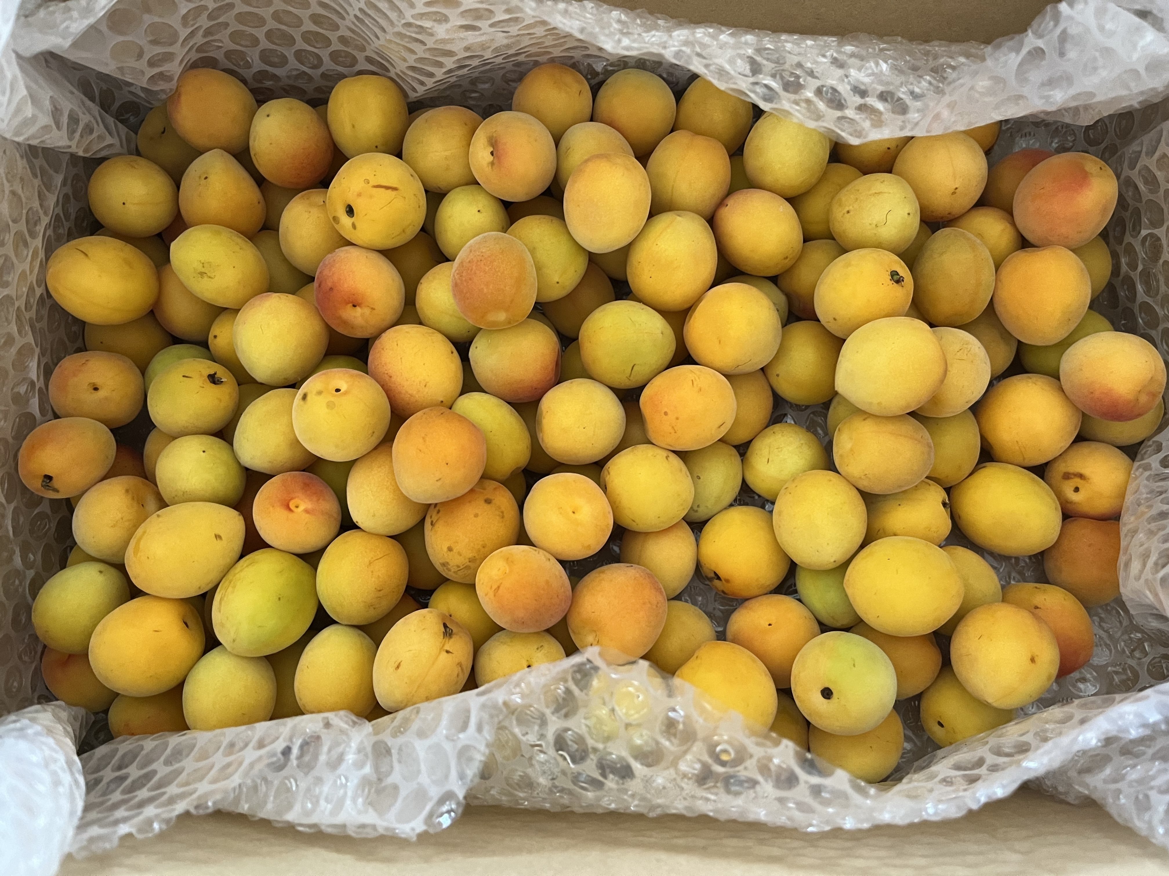 2024梅シーズン最後の梅購入、初めての「石川一号」は城州白に匹敵