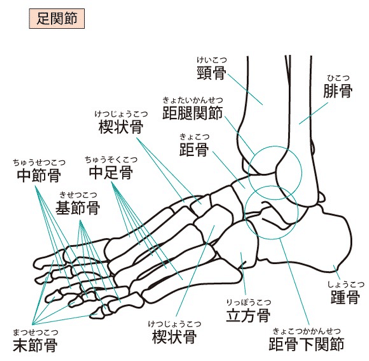 足関節の評価①｜加藤淳