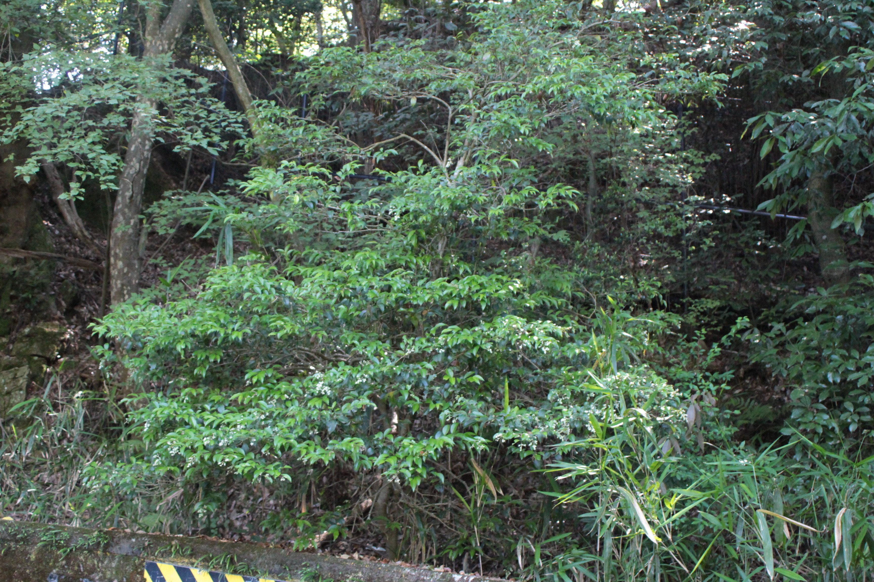 ネズミモチとトウネズミモチとコミノネズミモチ｜あおはくたき