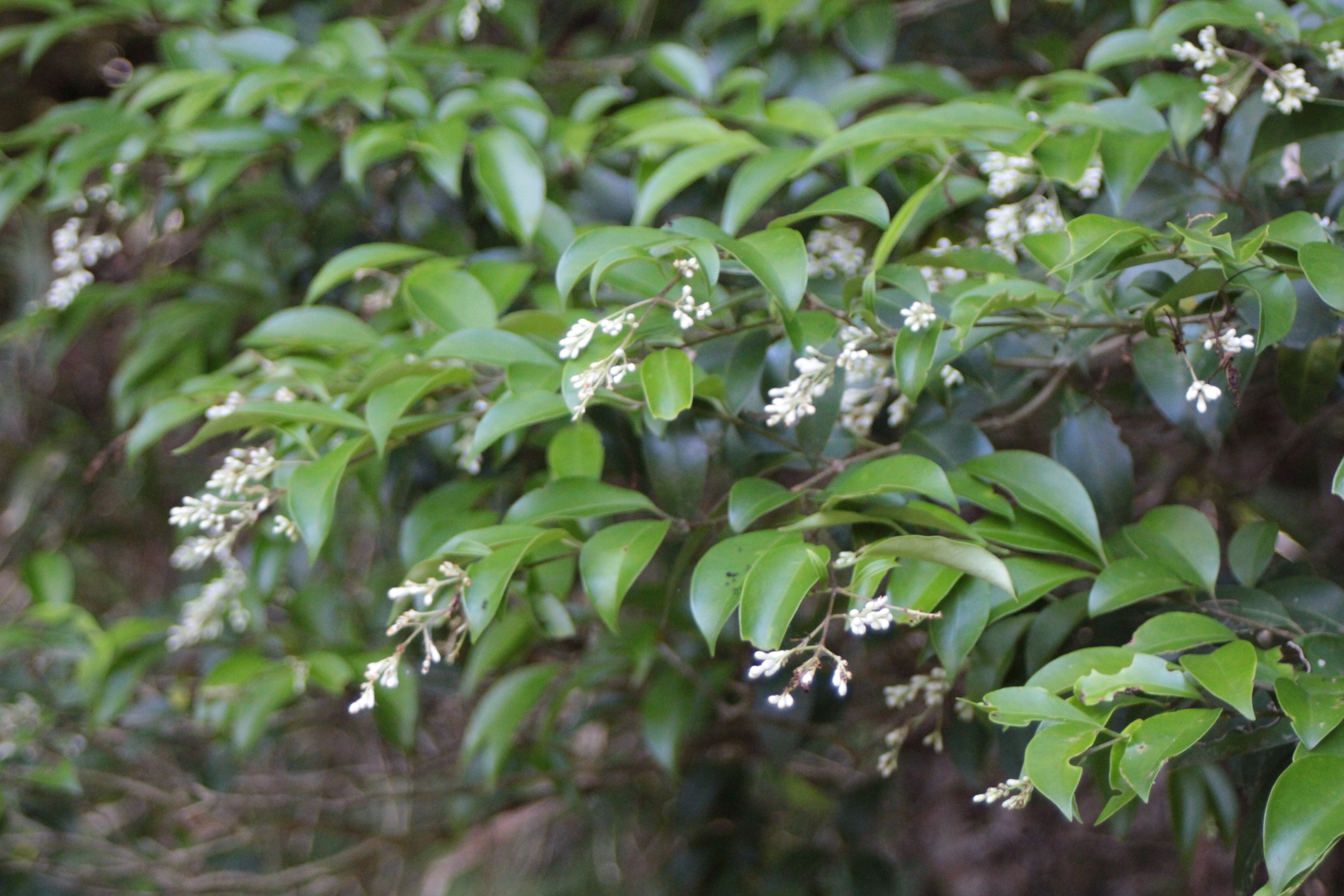 完熟フレッシュトウネズミモチの実 小枝付き トウネズミモチ