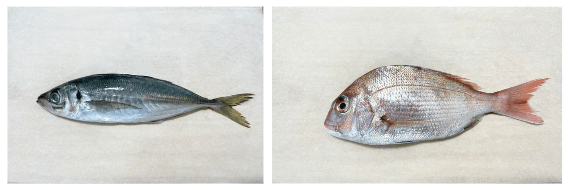 身近なスーパーマーケットのお魚でもできる！！耳石を観察してみよう