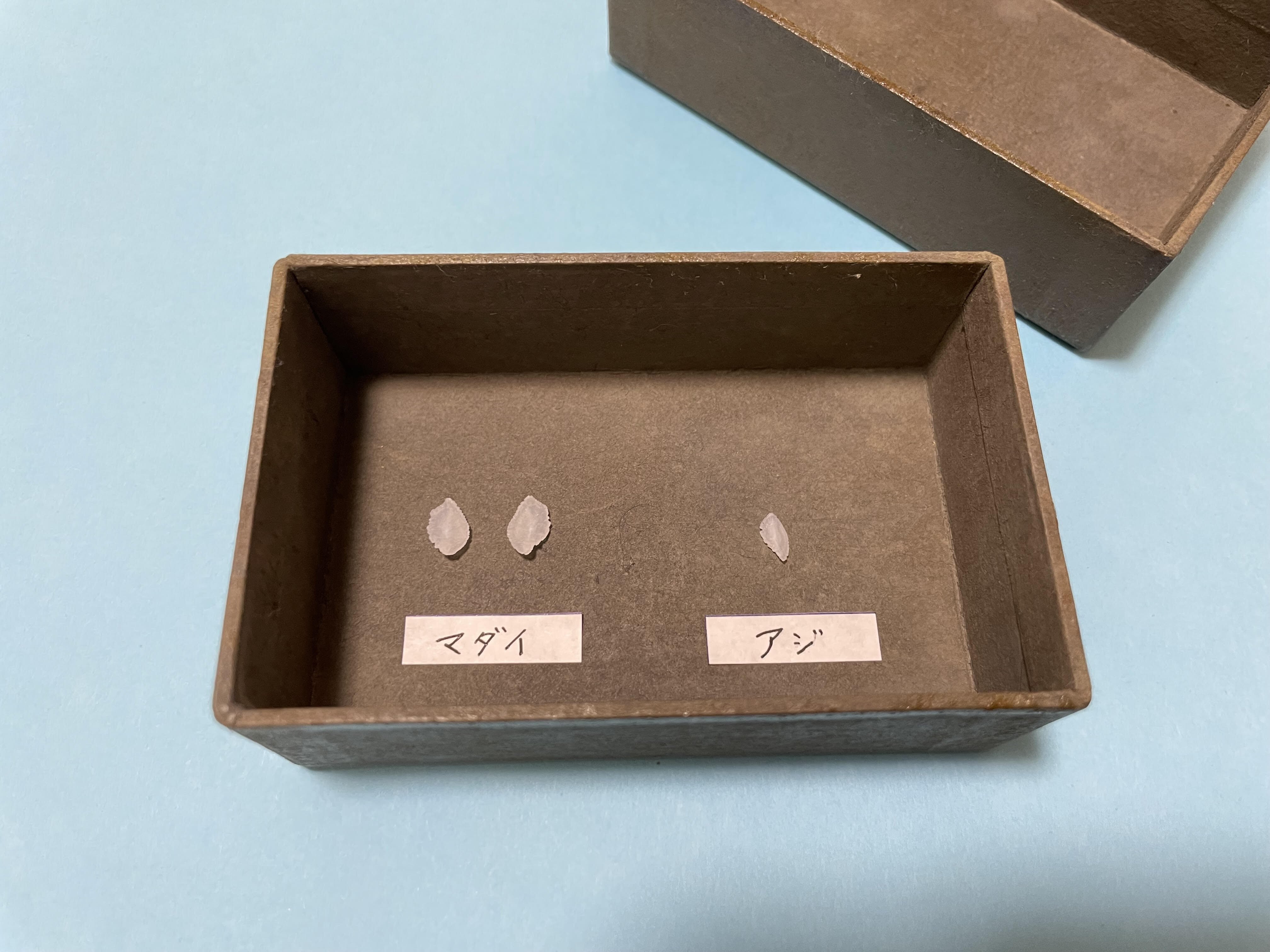 身近なスーパーマーケットのお魚でもできる！！耳石を観察してみよう