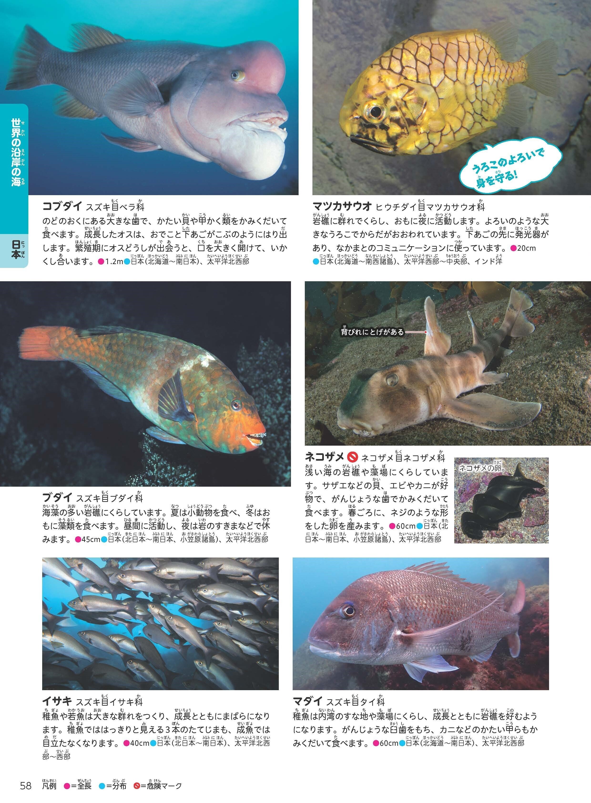 身近なスーパーマーケットのお魚でもできる！！耳石を観察してみよう