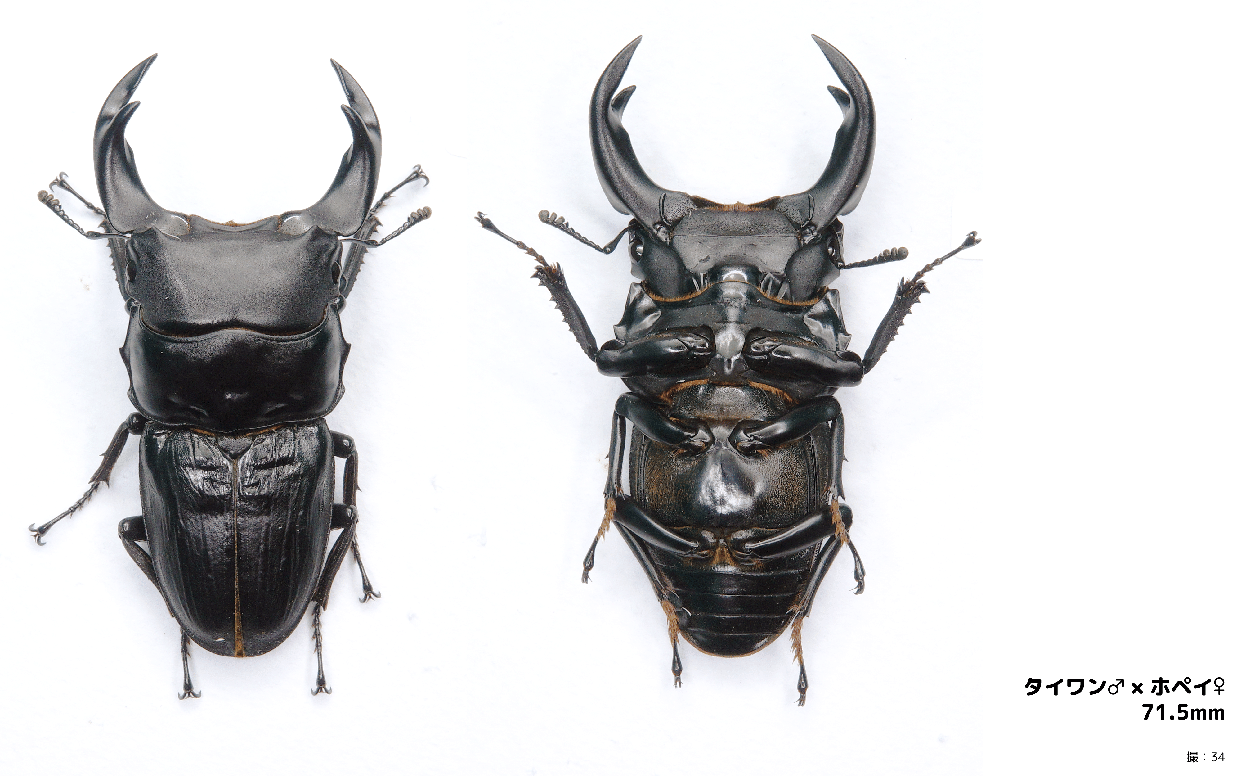 グランディスオオクワガタ インドグランディス ペア2頭 ②