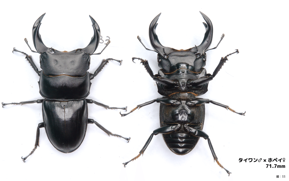 極太オオクワガタ8ペアー　No1　お祭りイベント 極太オオクワガタ8ペアー No1 お祭りイベント