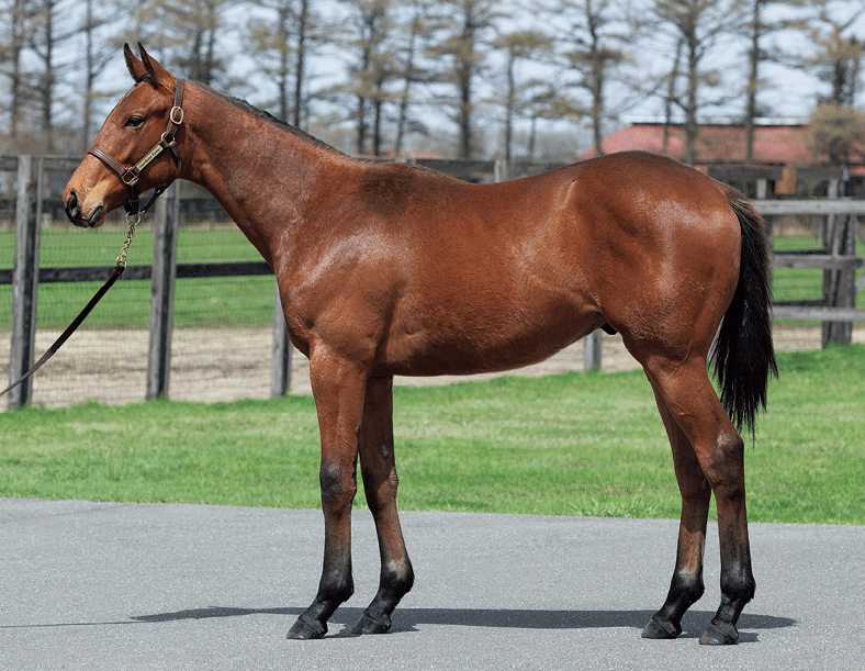 クラブ関連セレクトセール落札馬(2024 1歳)｜Key 【一口馬主手帳】