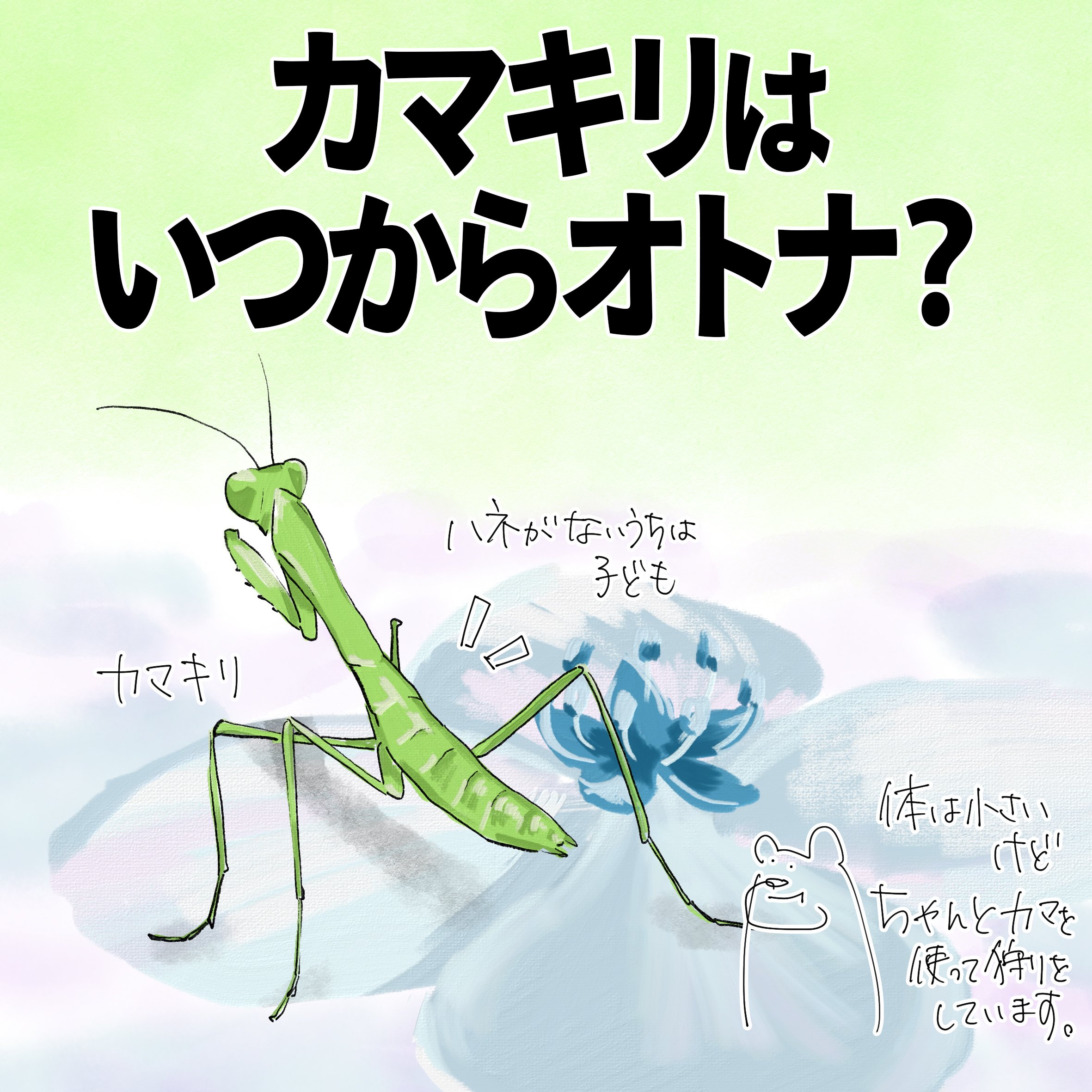 カマキリはいつからオトナ？｜くますけ｜自然ガイド・クリエイター