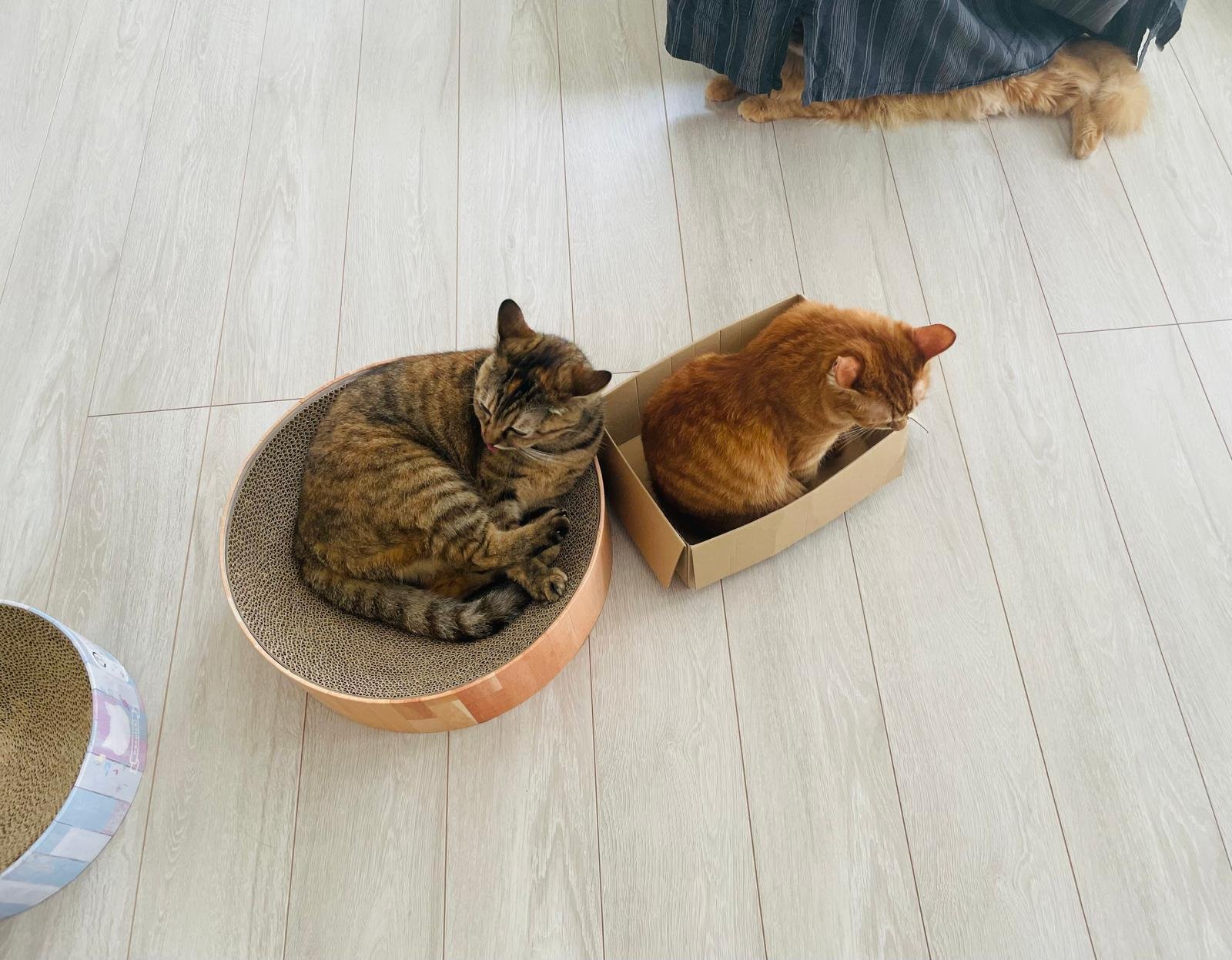 本日の猫たち #370（せっかくエアコンをつけっぱなしにしているので）｜MIU