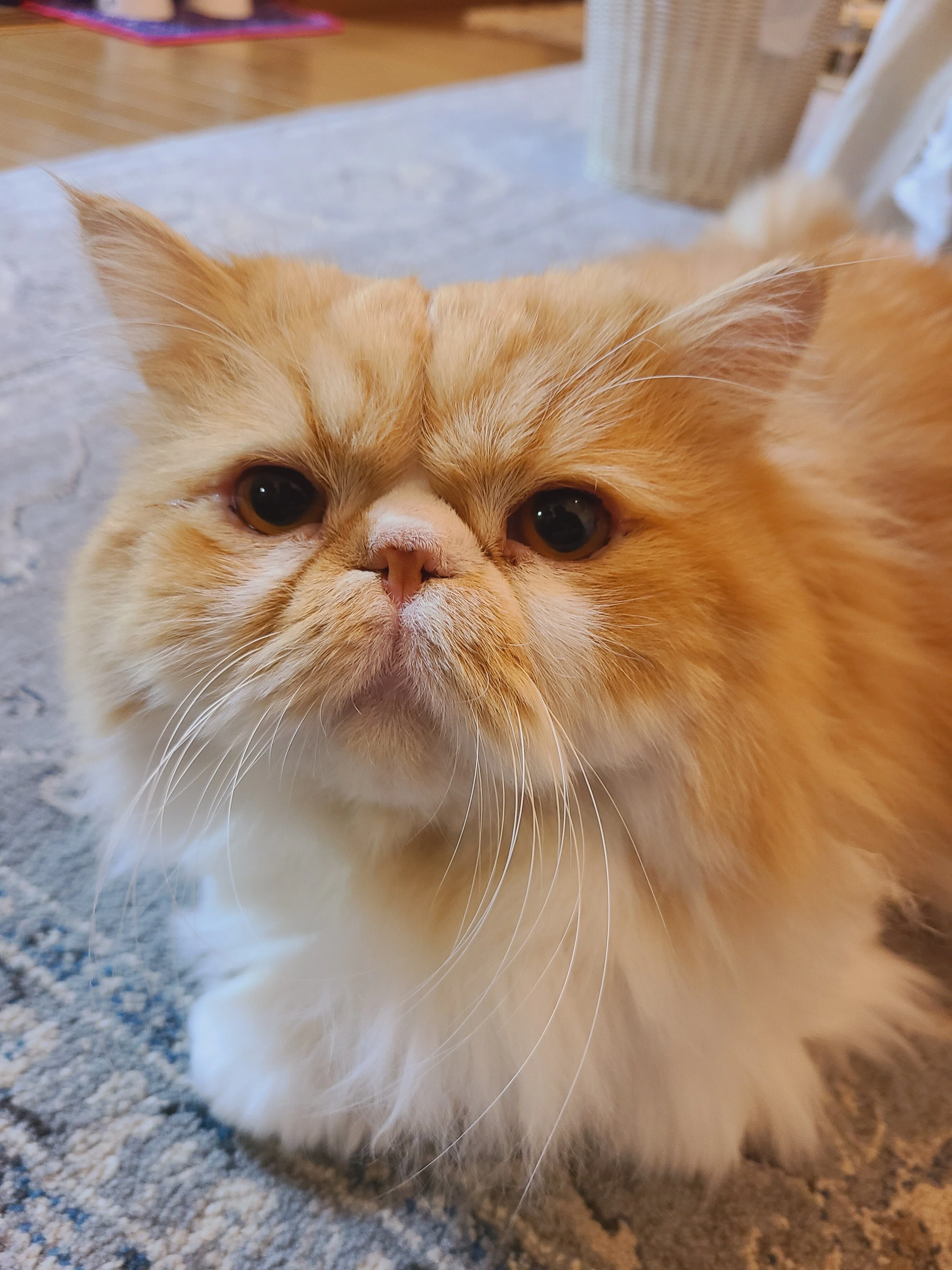 寝起き感がハンパない！眠いのにわざわざお出迎えする猫ちゃんのあくび
