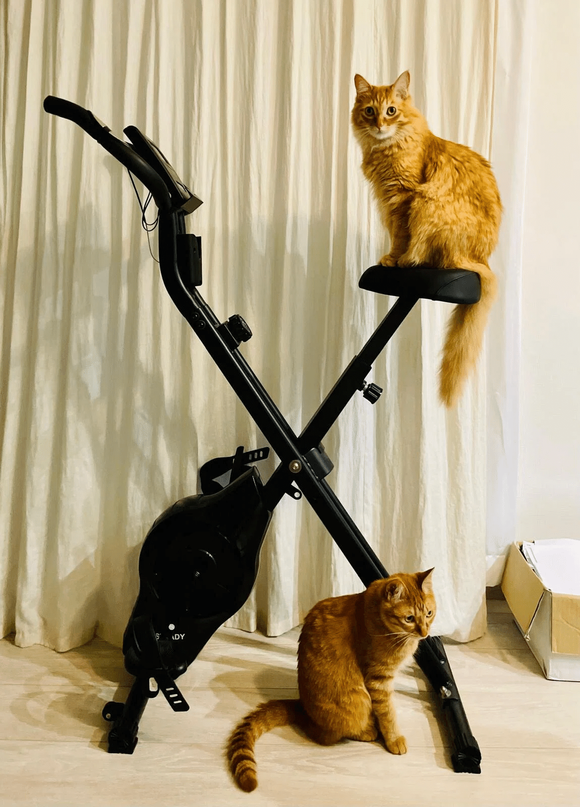 本日の猫たち #370（せっかくエアコンをつけっぱなしにしているので）｜MIU