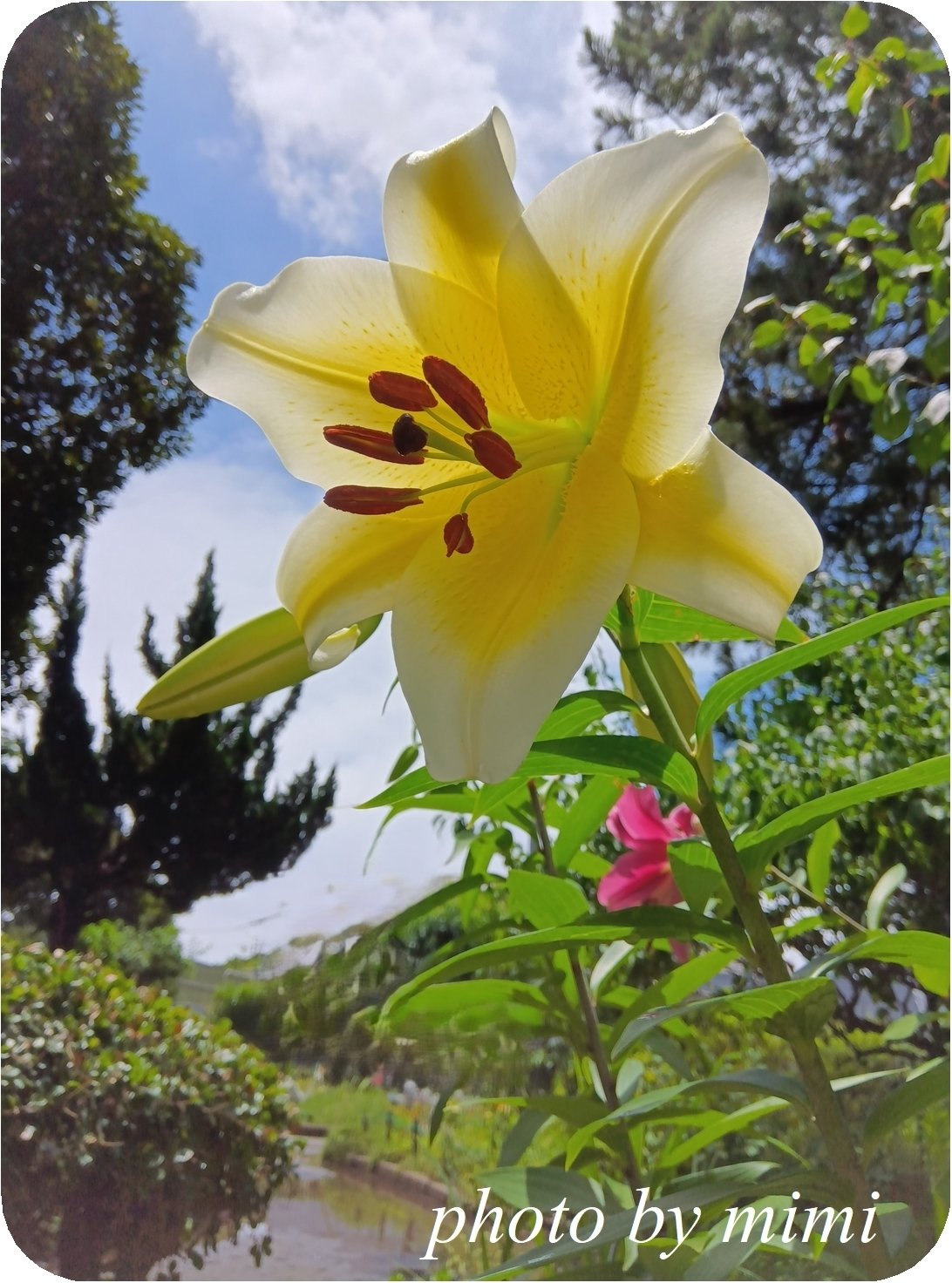 オリエンタルユリ・コンカドール｜mimi fleur