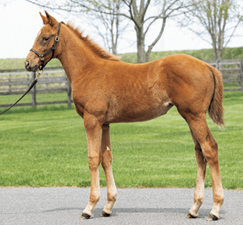 クラブ関連セレクトセール落札馬(2024 当歳)｜Key 【一口馬主手帳】