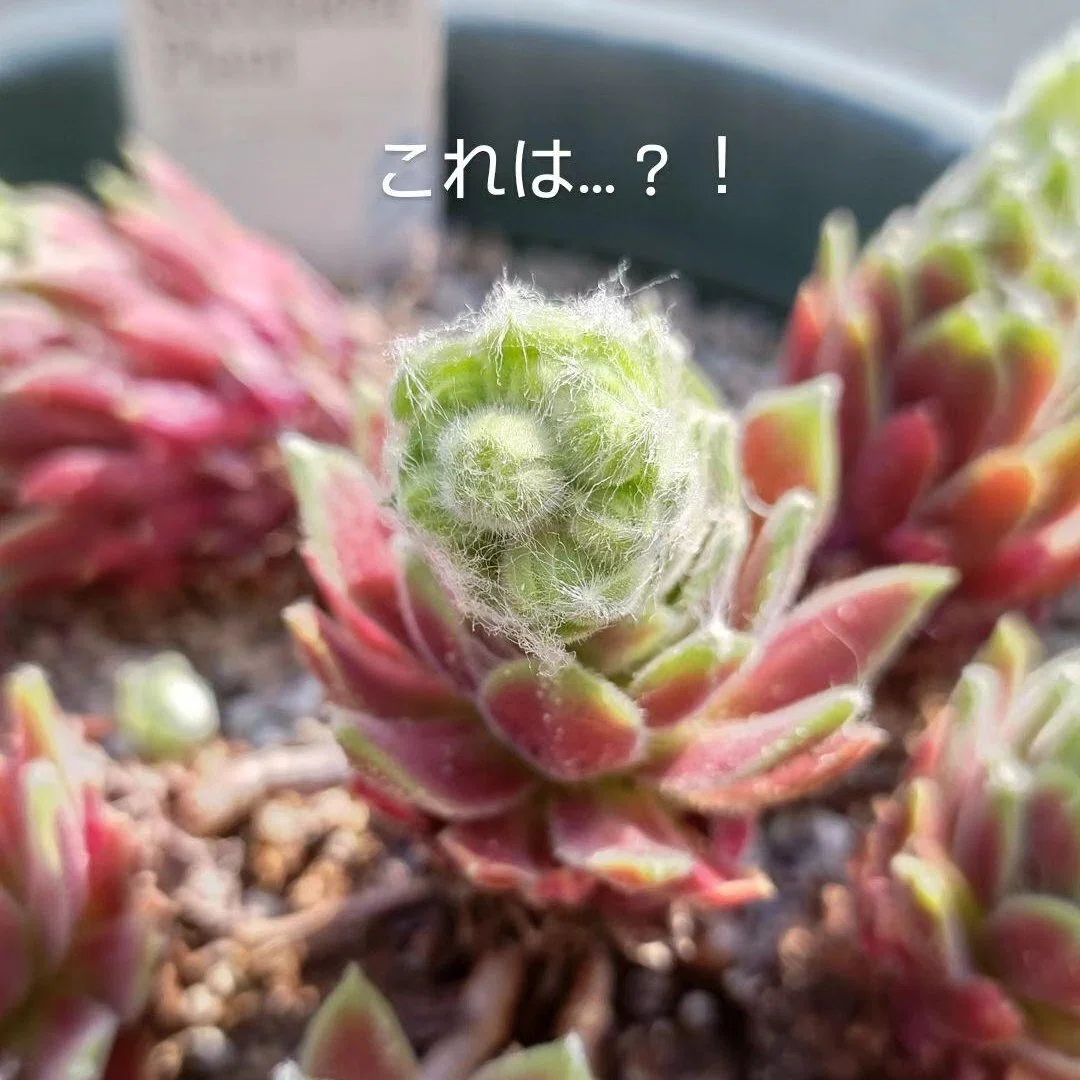 センペルビウムに花が咲いたら枯れるのか｜ちーさん✎手帳を書く人