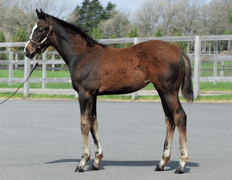 クラブ関連セレクトセール落札馬(2024 当歳)｜Key 【一口馬主手帳】