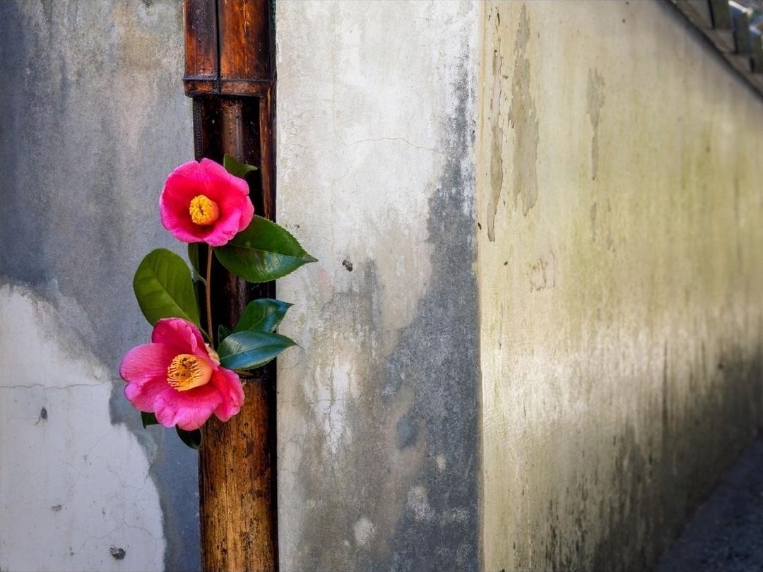 栗田 尚「記憶の中で色彩を失っていた鎌倉という土地を訪ね、写真に