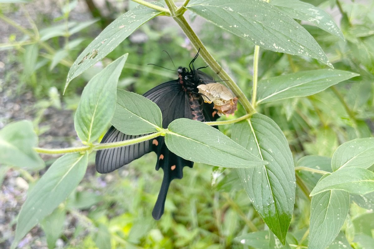ジャコウアゲハの羽化に思う｜山形 彩子 MATSURIKA SAVON