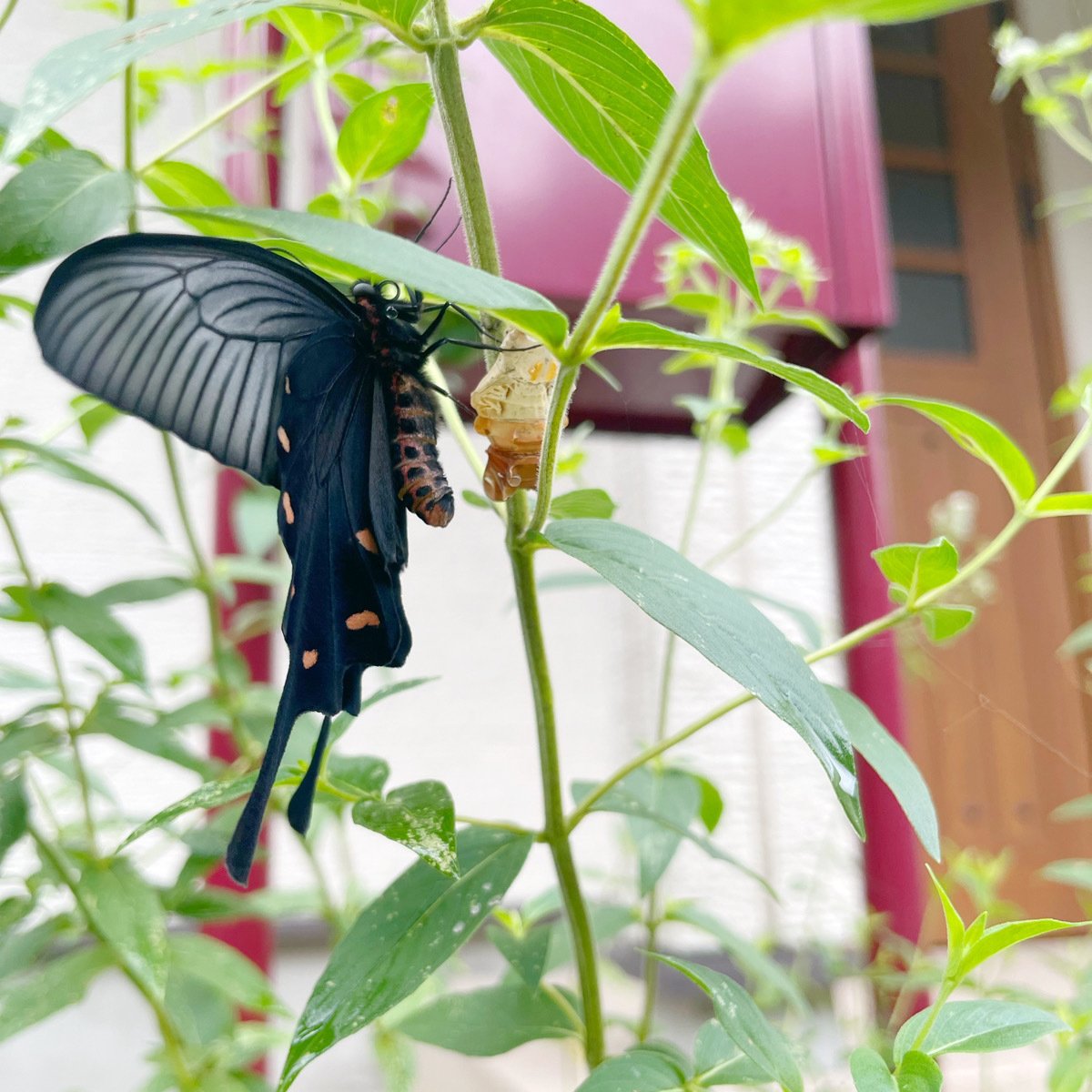 ジャコウアゲハの羽化に思う｜山形 彩子 MATSURIKA SAVON