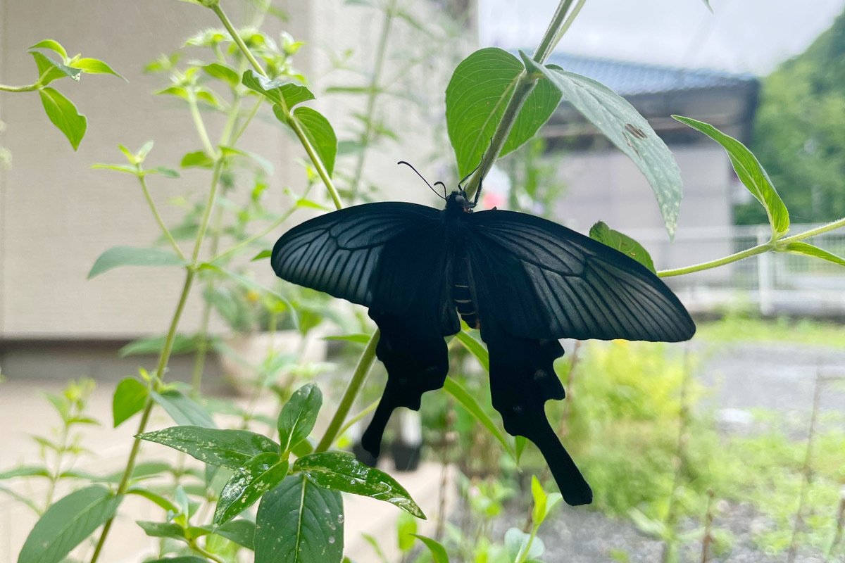 ジャコウアゲハの羽化に思う｜山形 彩子 MATSURIKA SAVON