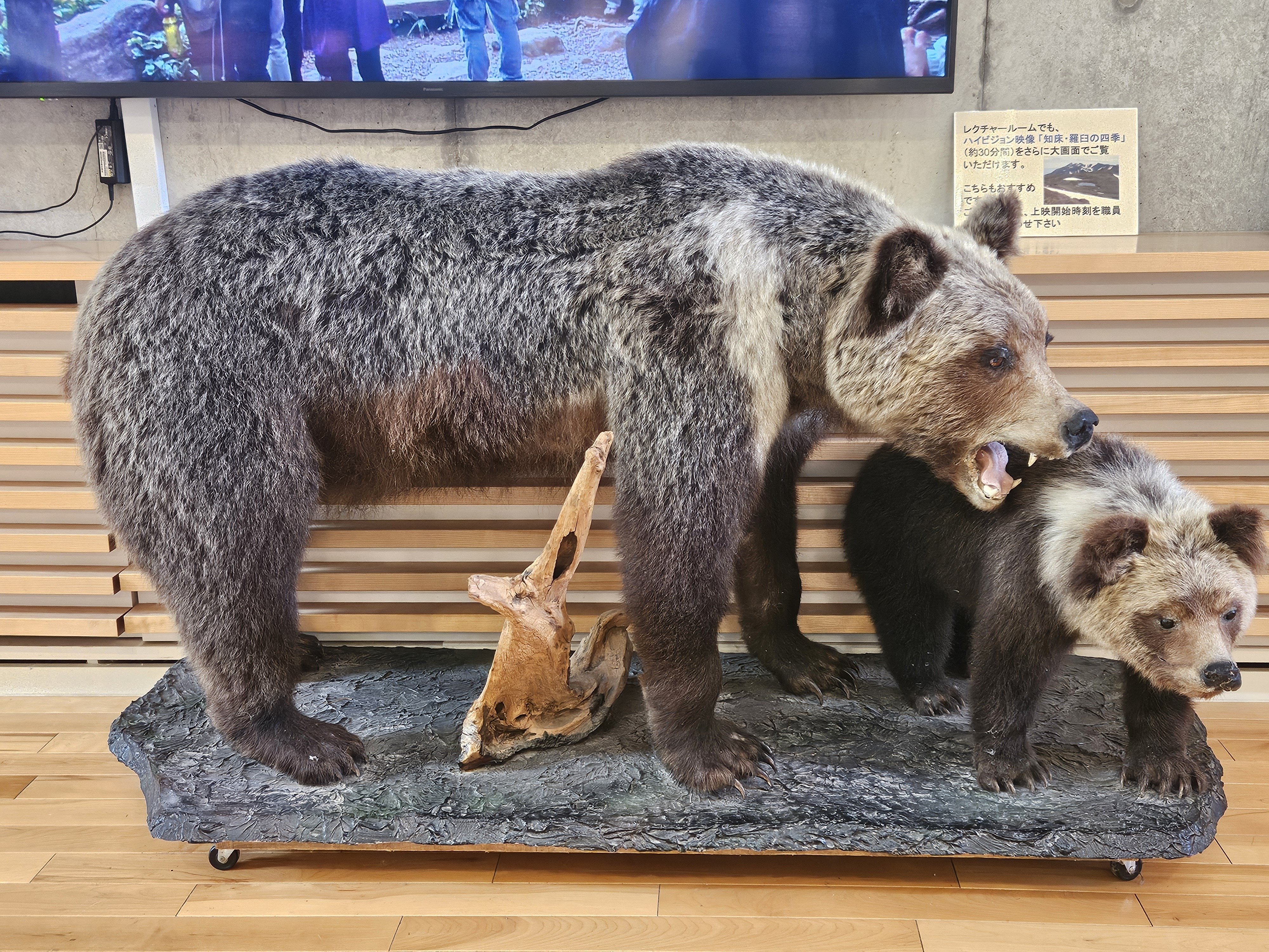ヒグマの高密度生息地へ｜旅する飲んべえ·さちこ