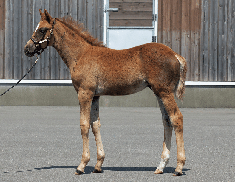 タグ付 税込4.6万 45R ダブルクロスストレッチの馬シャルロット 2024年 ロールグラブ△ベールグラブ！畜産！酪農！ホイルローダー