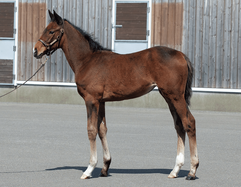 クラブ関連セレクトセール落札馬(2024 当歳)｜Key 【一口馬主手帳】