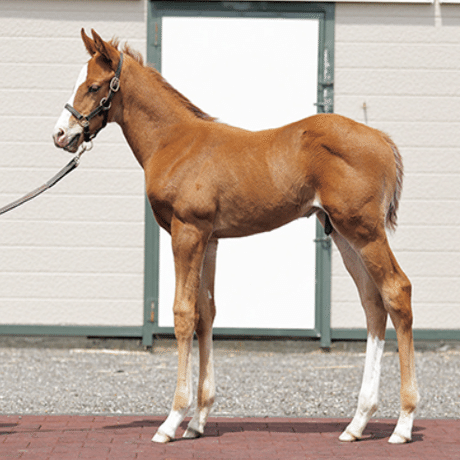 クラブ関連セレクトセール落札馬(2024 当歳)｜Key 【一口馬主手帳】