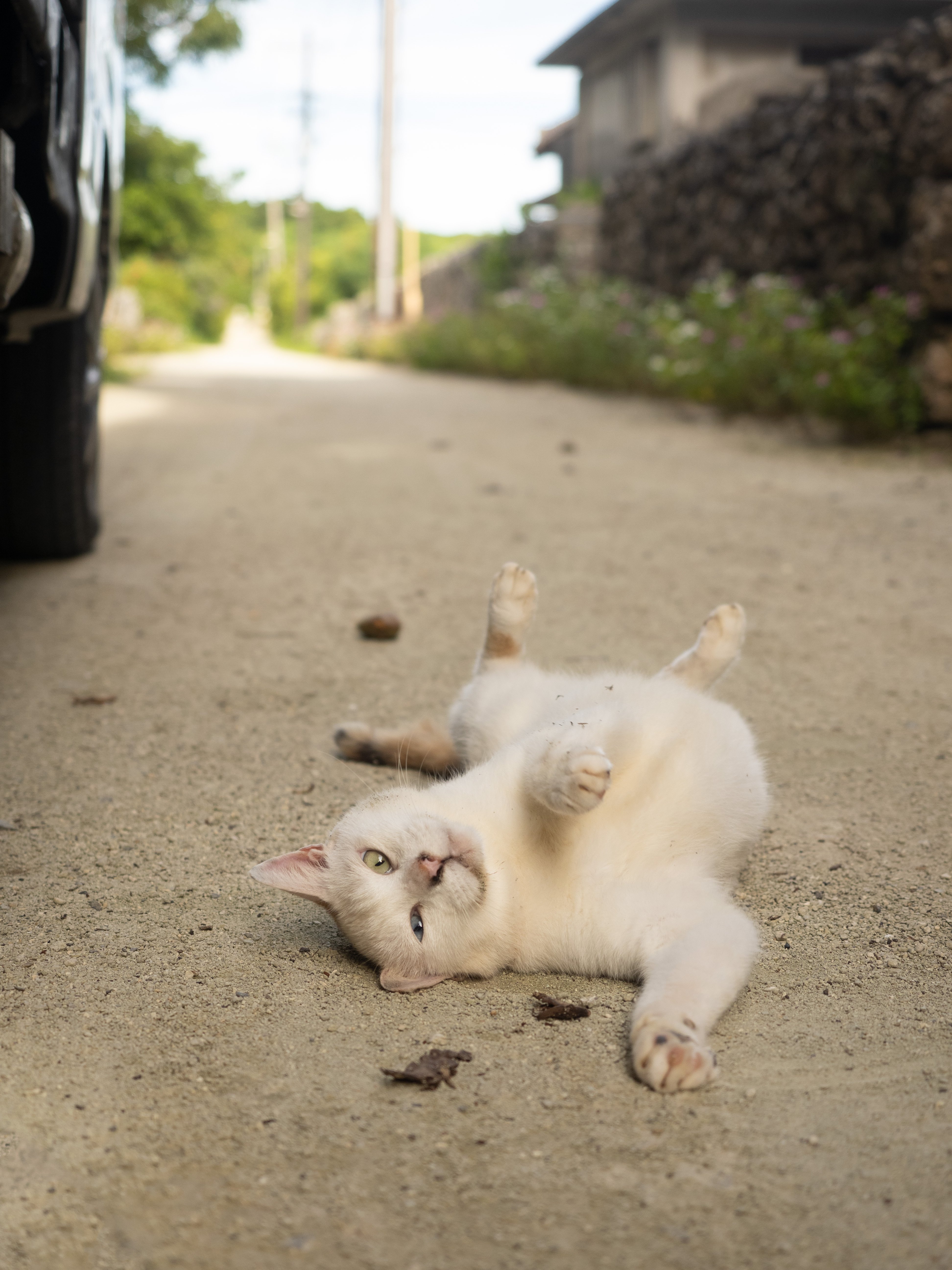 猫とからすと水牛とやもり① 竹富島｜サイカニア
