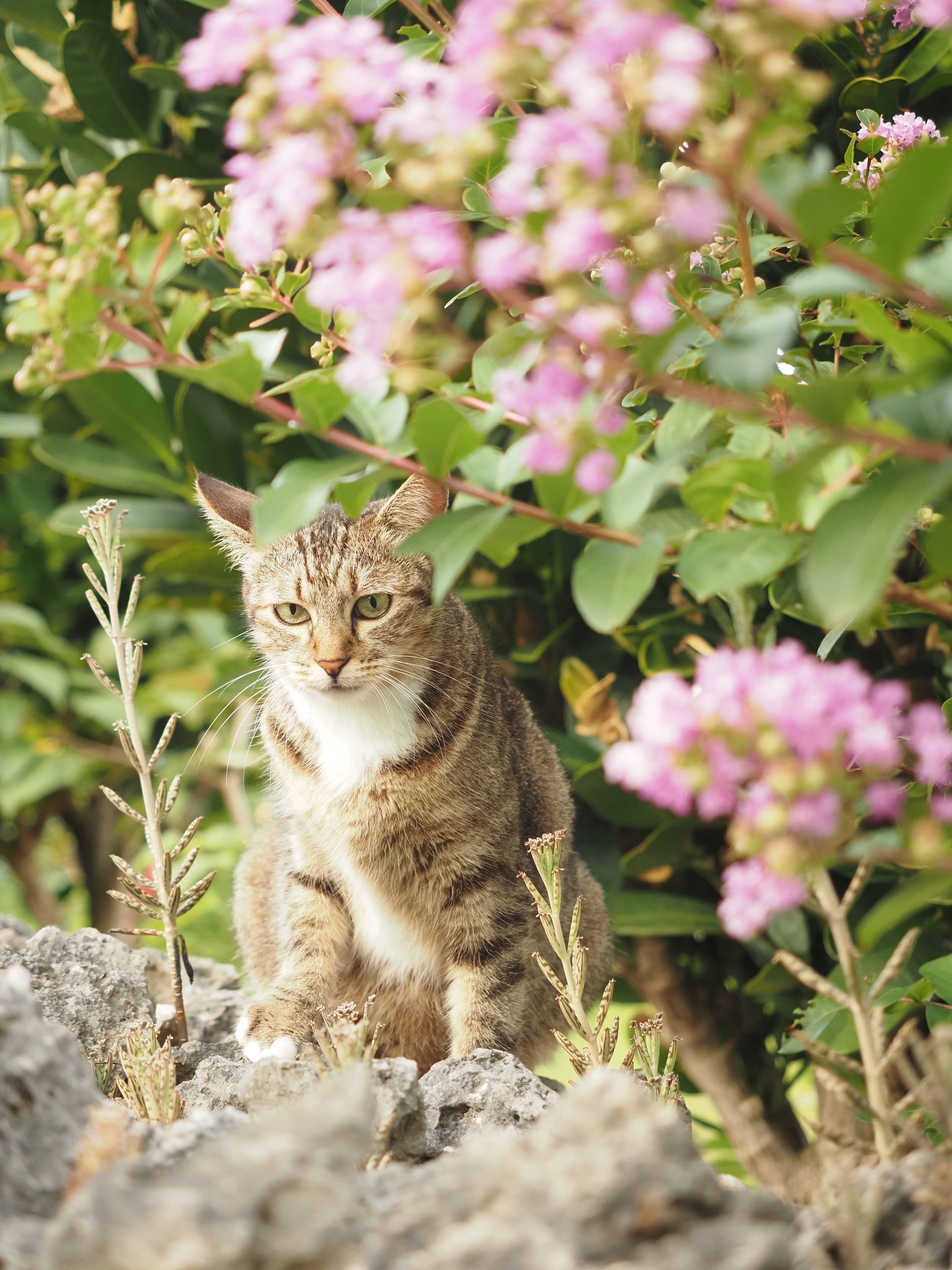 猫とからすと水牛とやもり① 竹富島｜サイカニア
