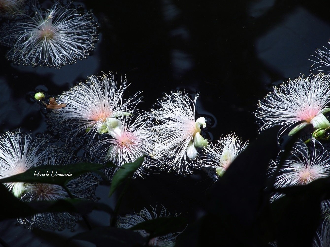 琉球の樹木 サガリバナ（白花個体） サガリバナ（サガリバナ科） | 見