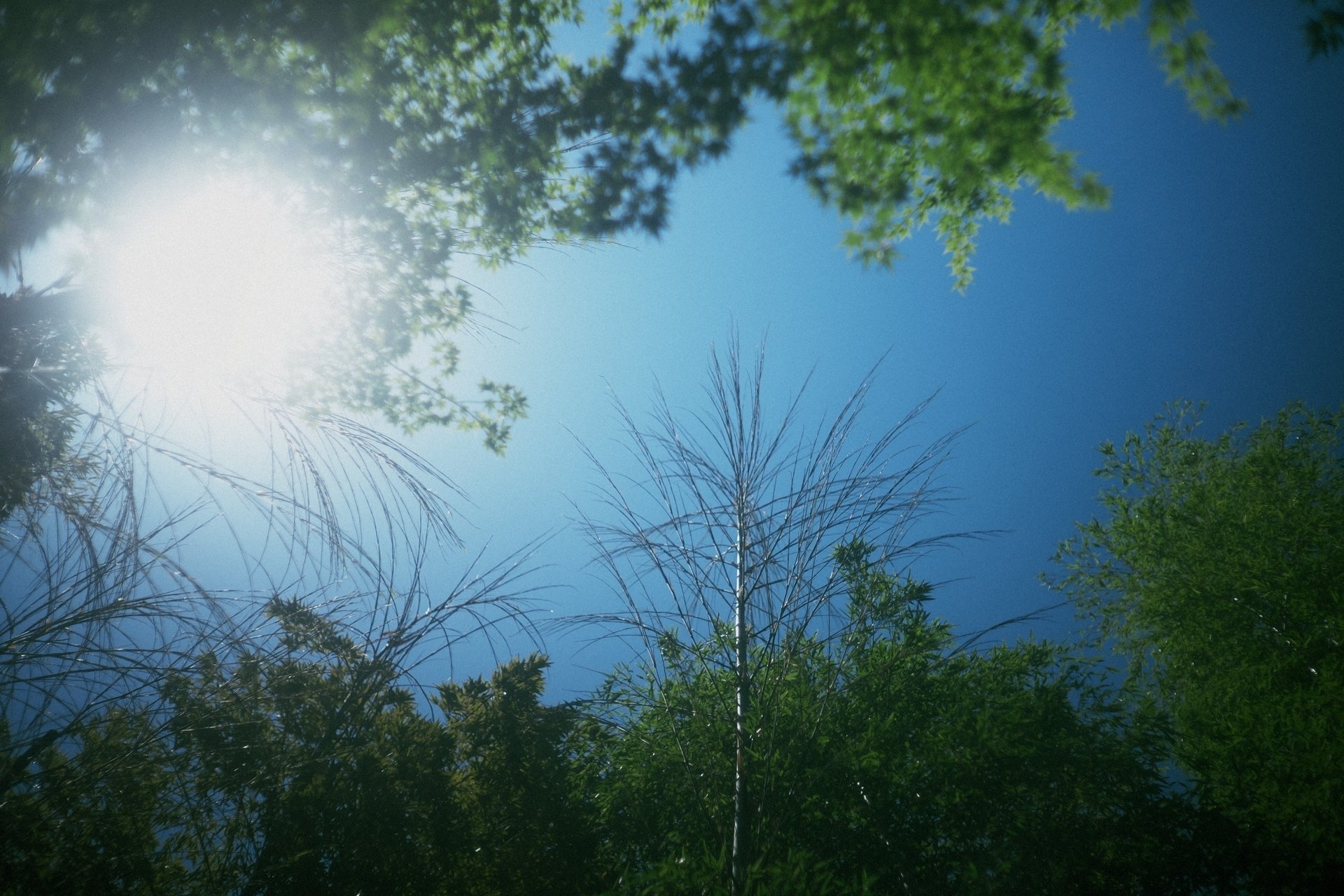 NIKKOR-H・C 5cm F2　♪綺麗な外観と透き通る光学の完動品　159 NIKKOR-H・C 5cm F2 ♪綺麗な外観と透き通る光学の完動品 159 - メルカリ