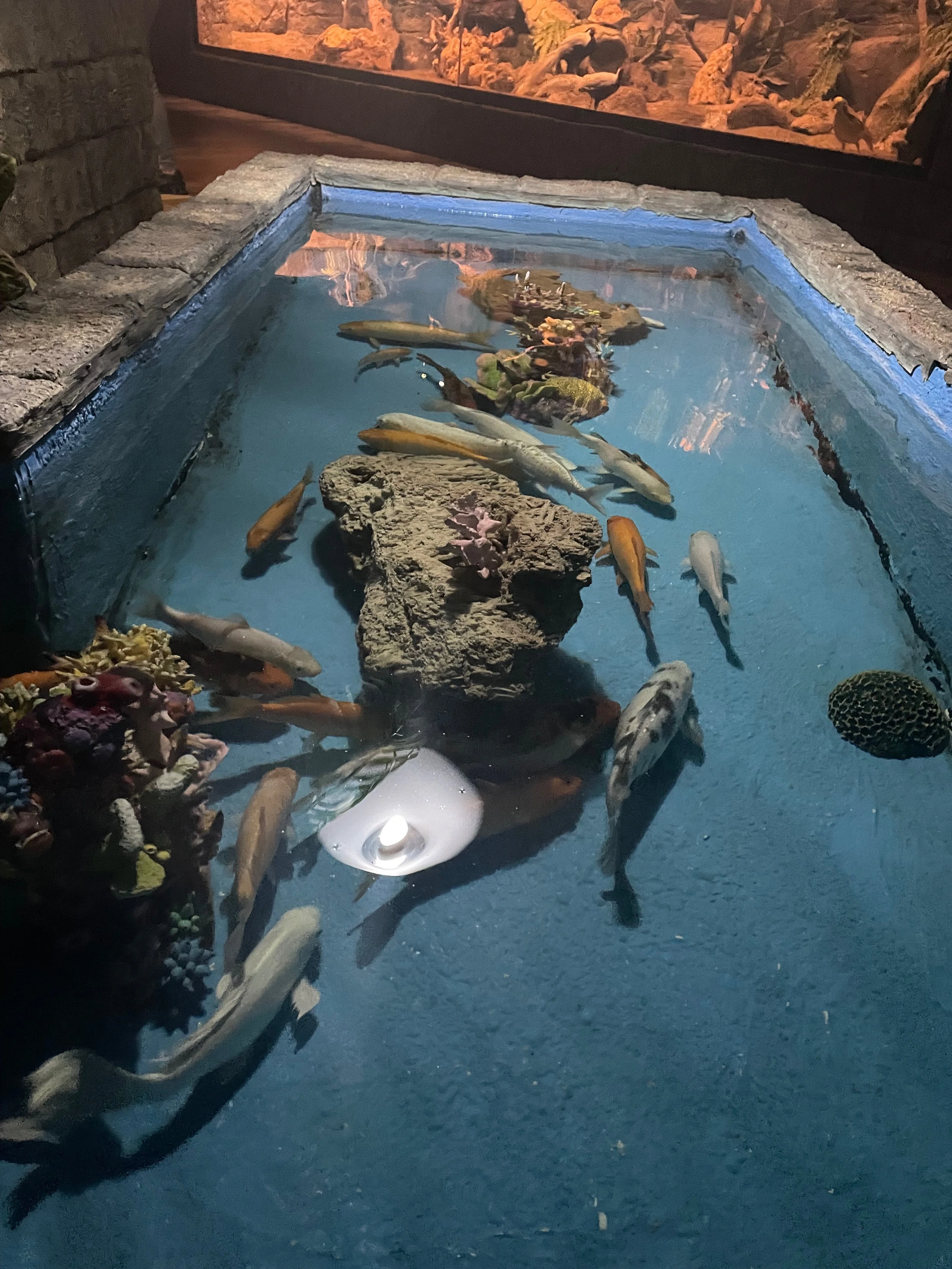 海外で水族館、もったいない?|マイケル 海外で水族館、もったいない?|マイケル
