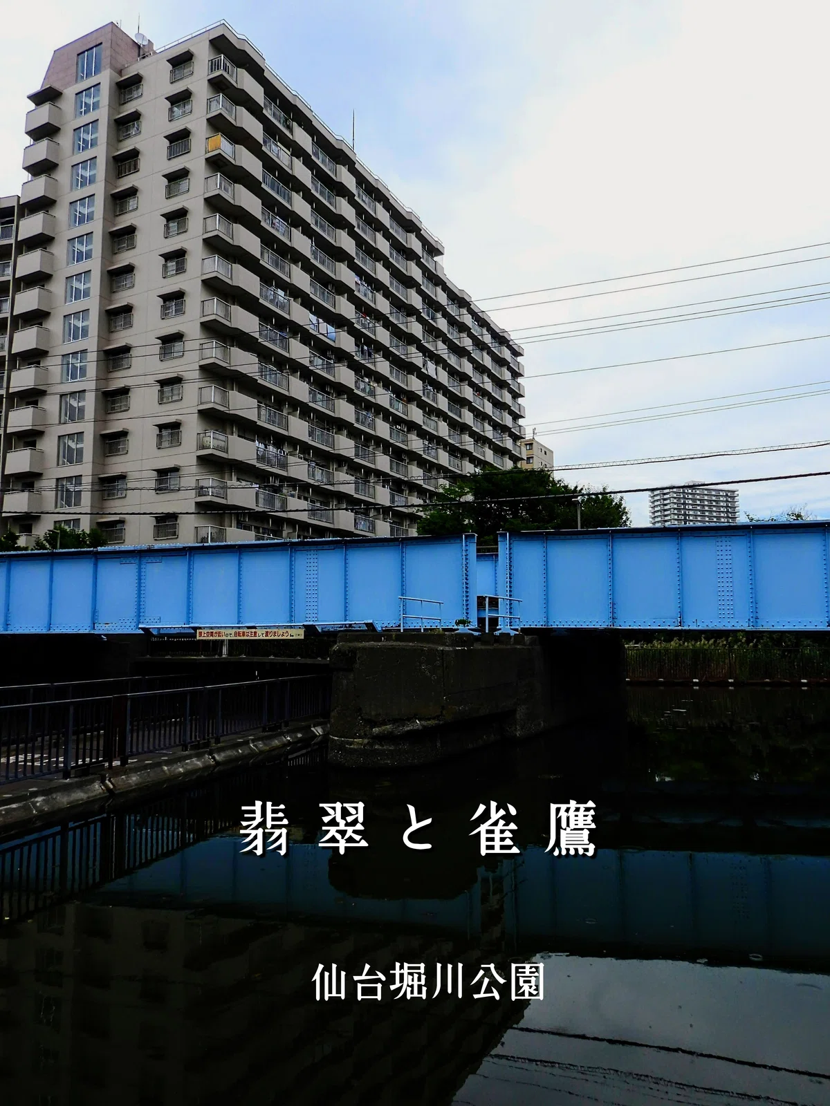 野鳥たちのいる風景 東京都江東区 北砂ほか。|michio★★★