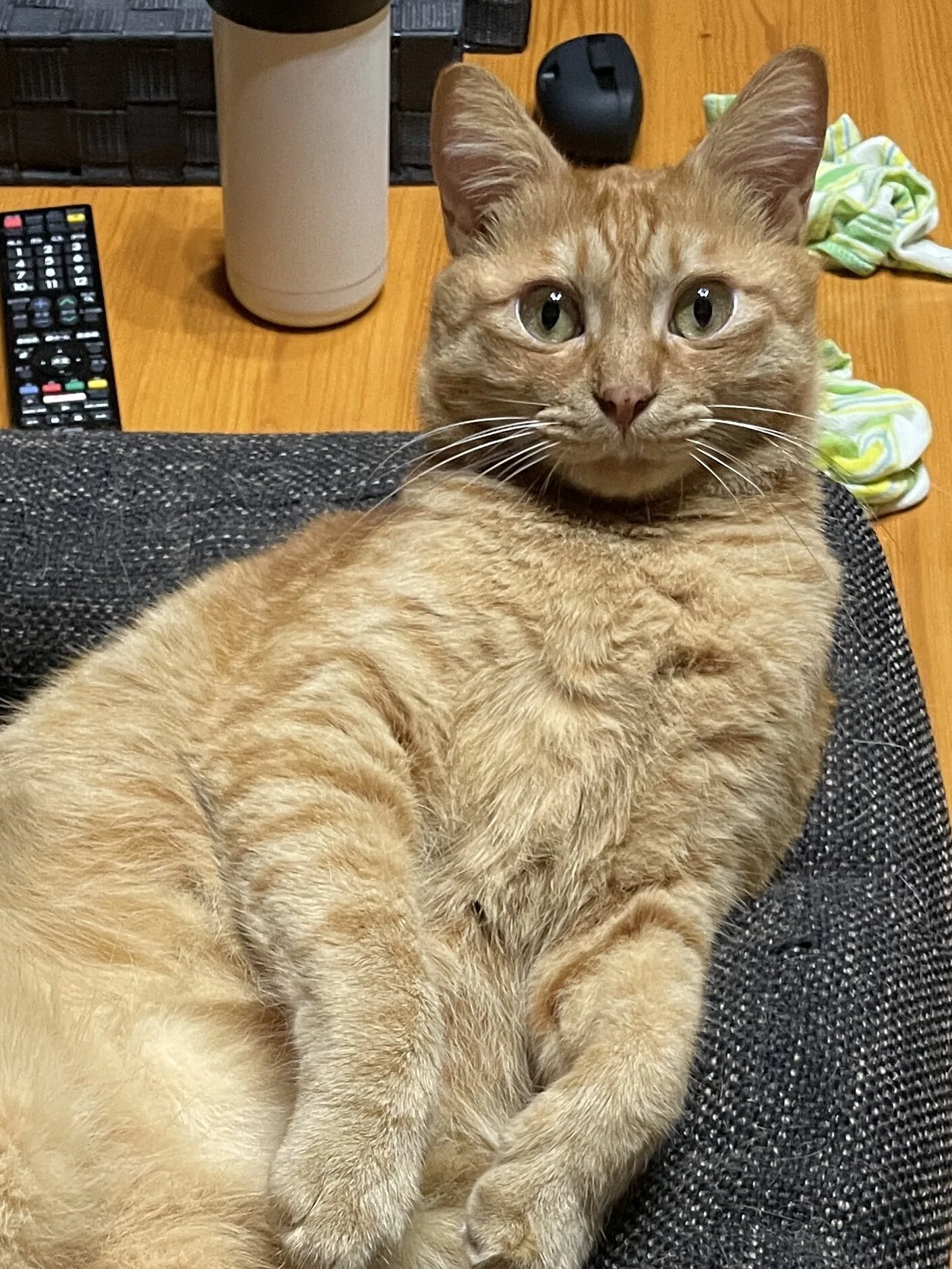 20:00の奇跡！猫の目がスマホの時刻にシンデレラフィット→あまりの