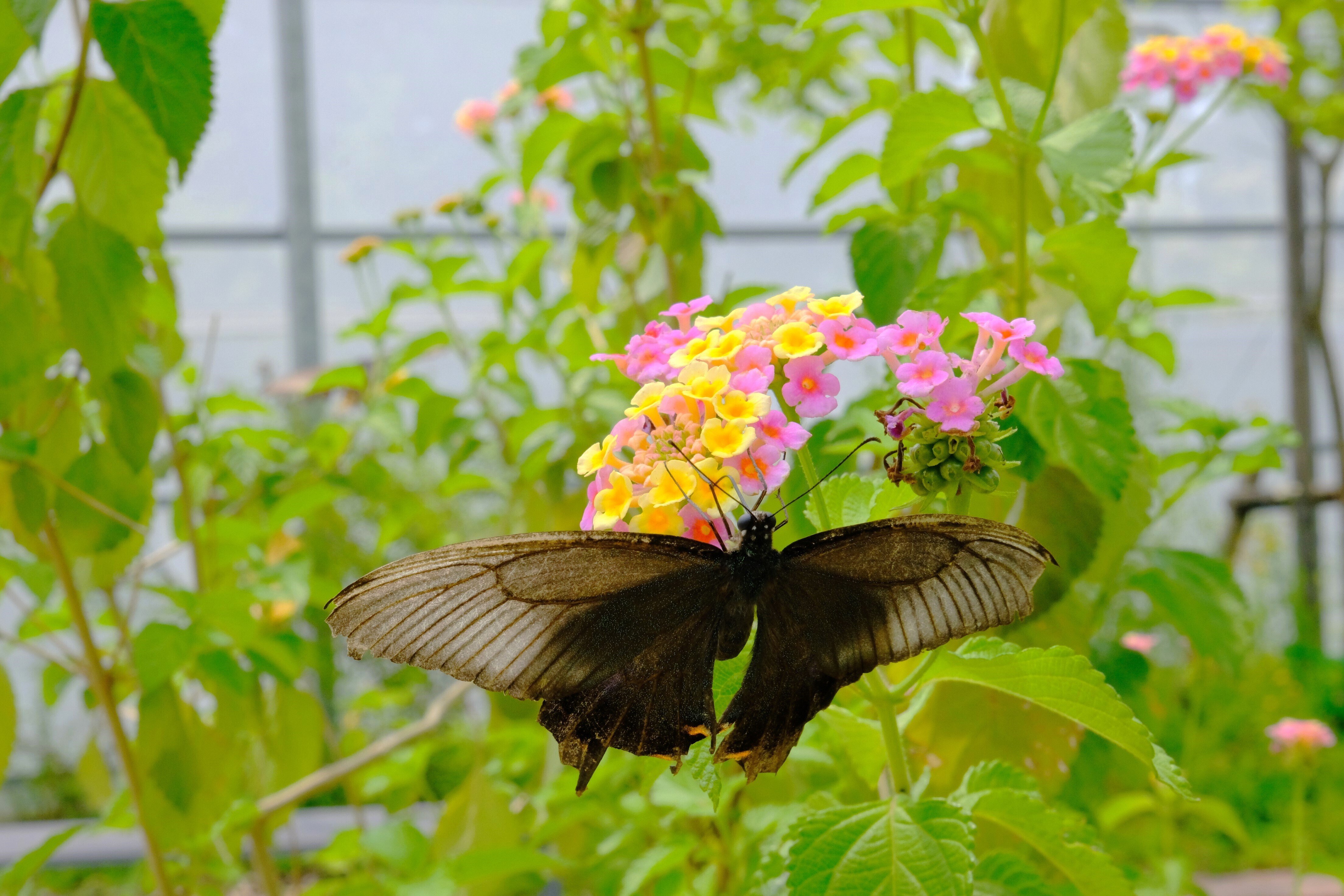 オオムラサキ舞う季節 ｜くりやまカメラの会